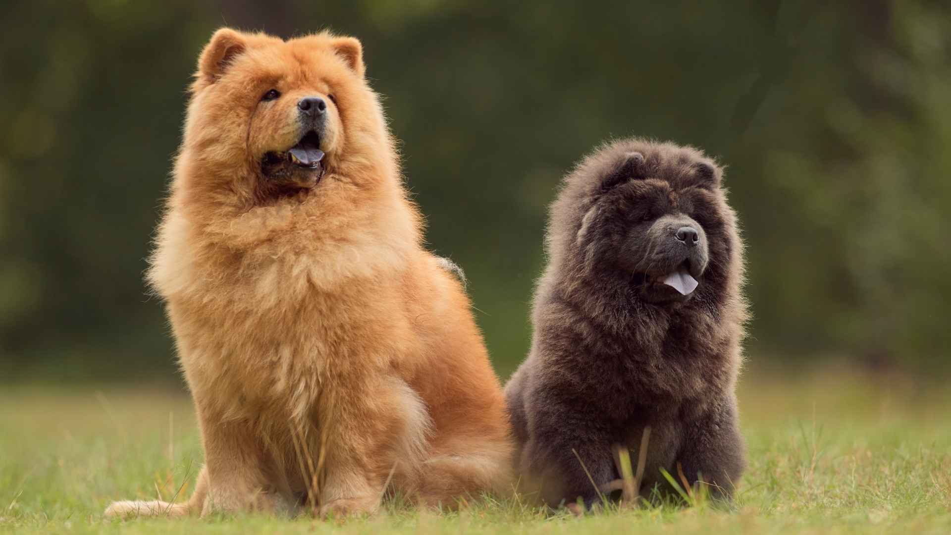 7 Fluffy Mid-Sized Dog Breeds That Are Beautiful and Balanced