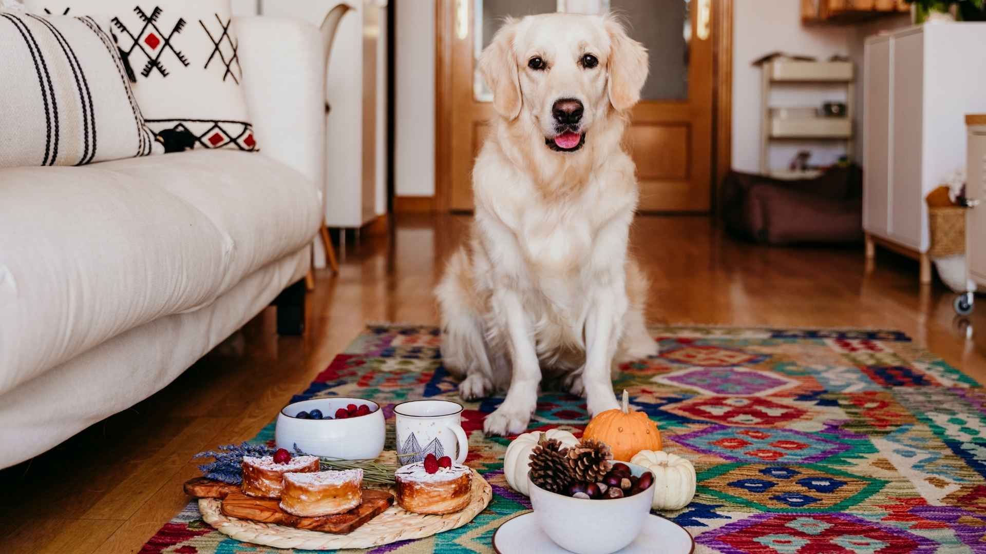 7 Food-Motivated Apartment Dog Breeds That Respond Well to Treats