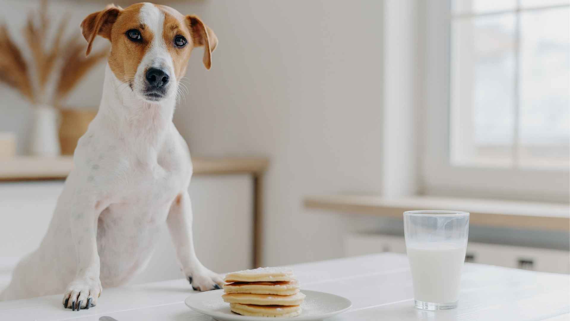 7 Food-Motivated Family Dog Breeds That Train Well with Treats