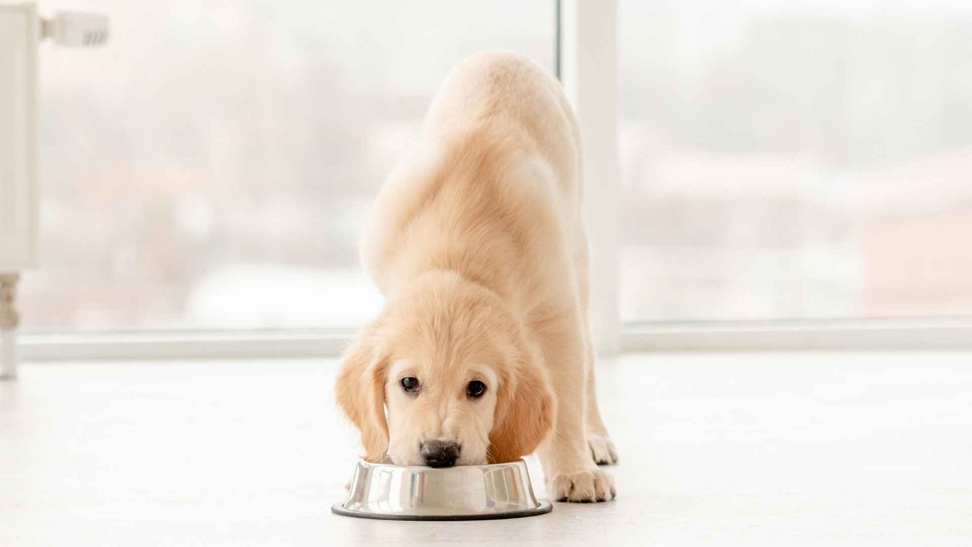 7 Food-Motivated Puppy Breeds That Are Eager to Learn (and Eat!)