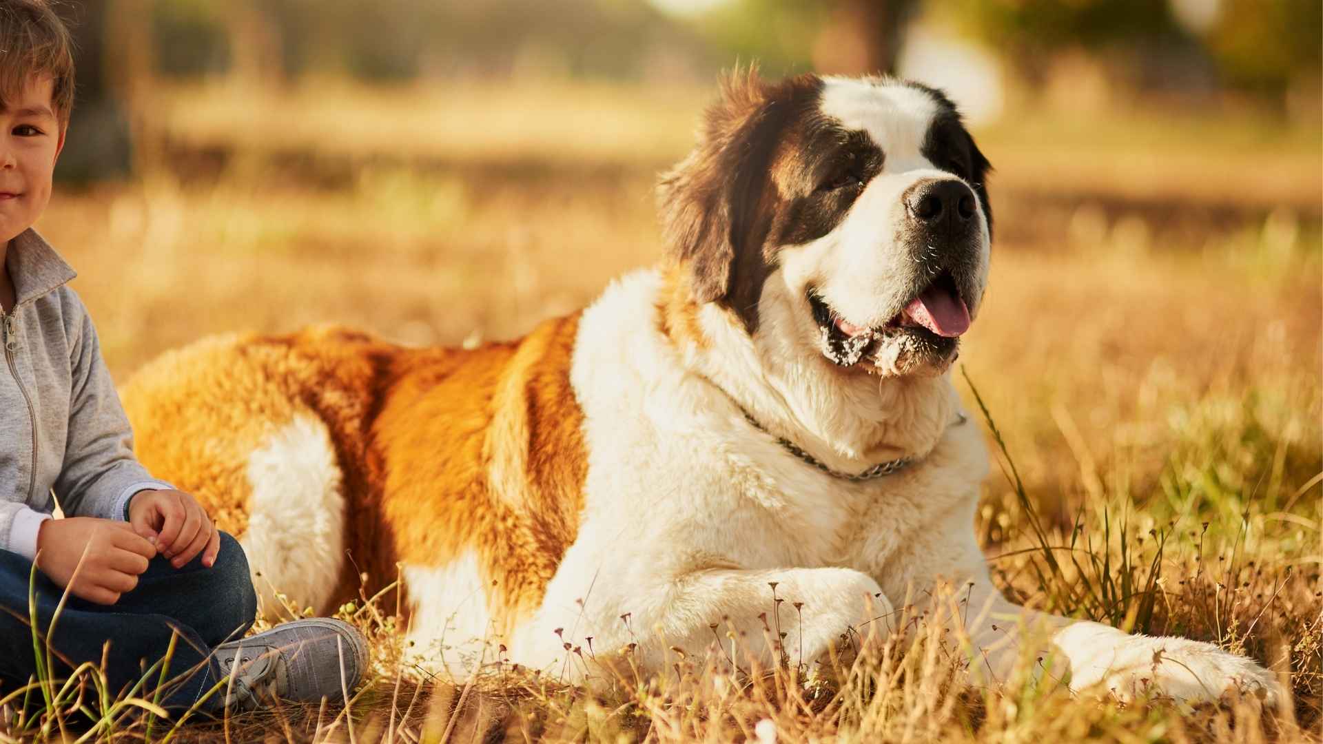 7 Friendliest Giant Dog Breeds: Big Bodies, Beautiful Hearts