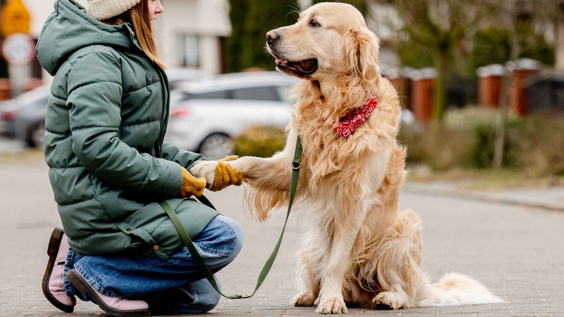 7 Friendly Large Dog Breeds with Loving Personalities