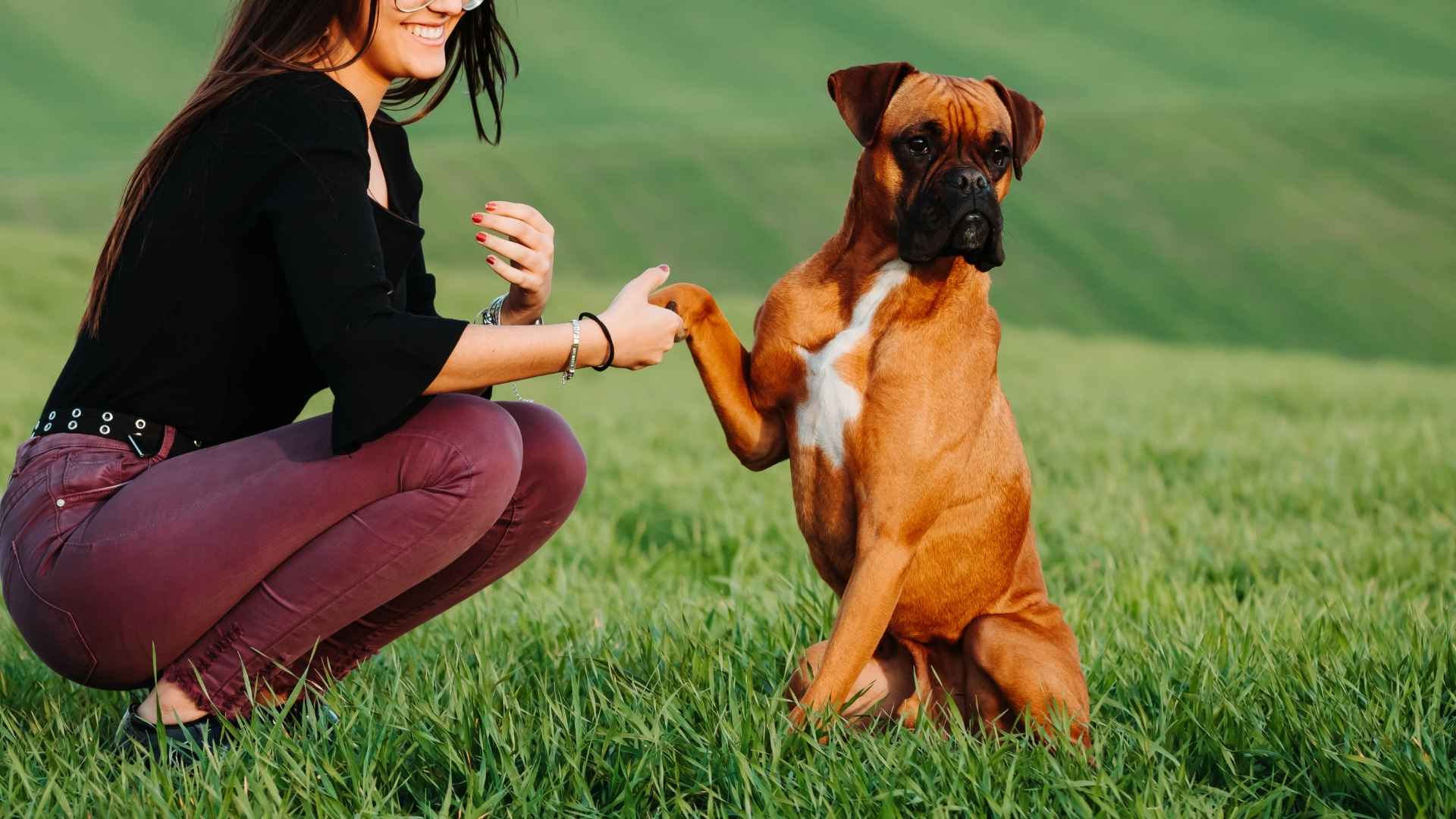 7 Friendly, Loving Dog Breeds That Get Along with Everyone