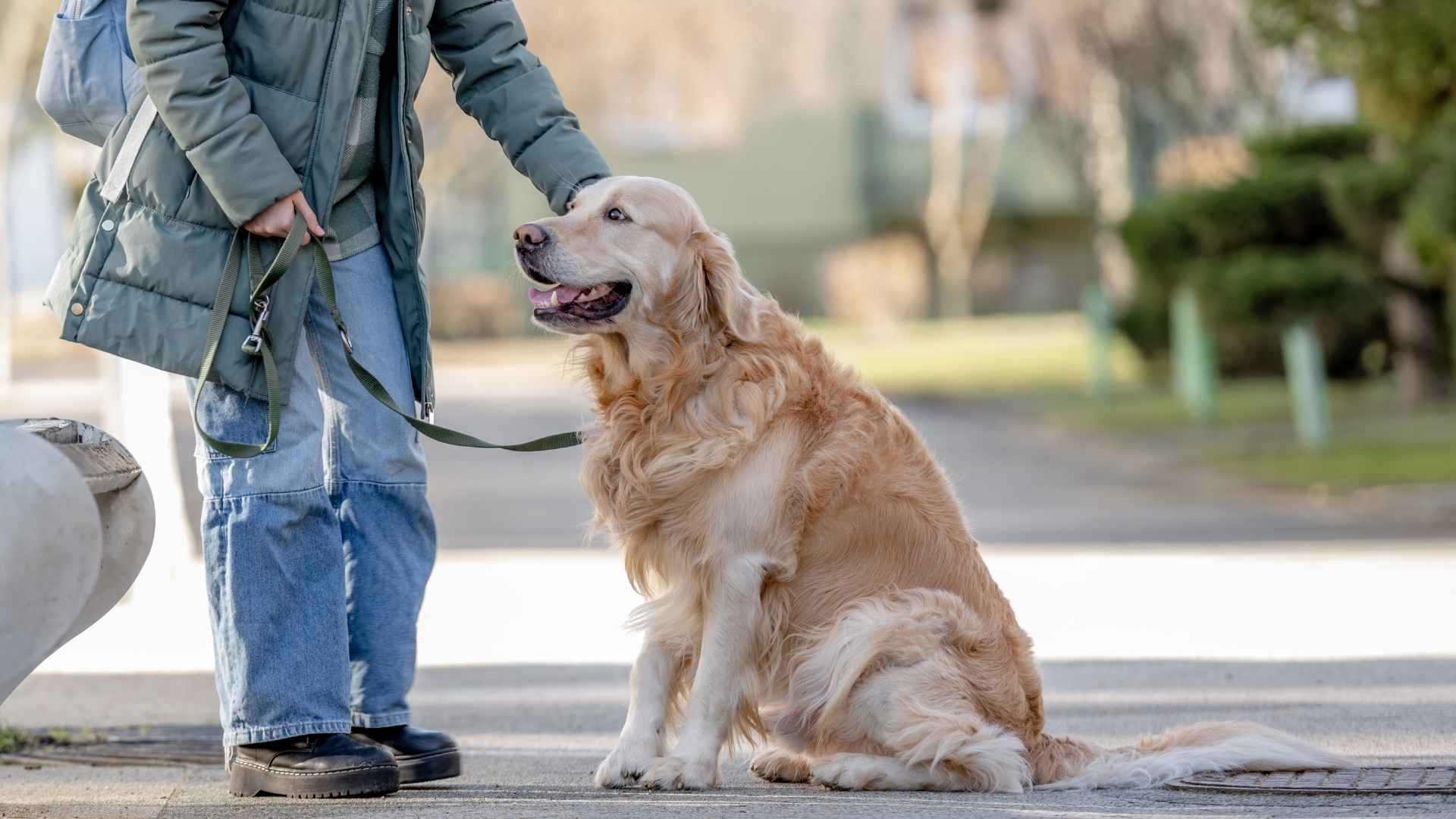 7 Friendly Mid-Sized Dog Breeds That Love Everyone They Meet