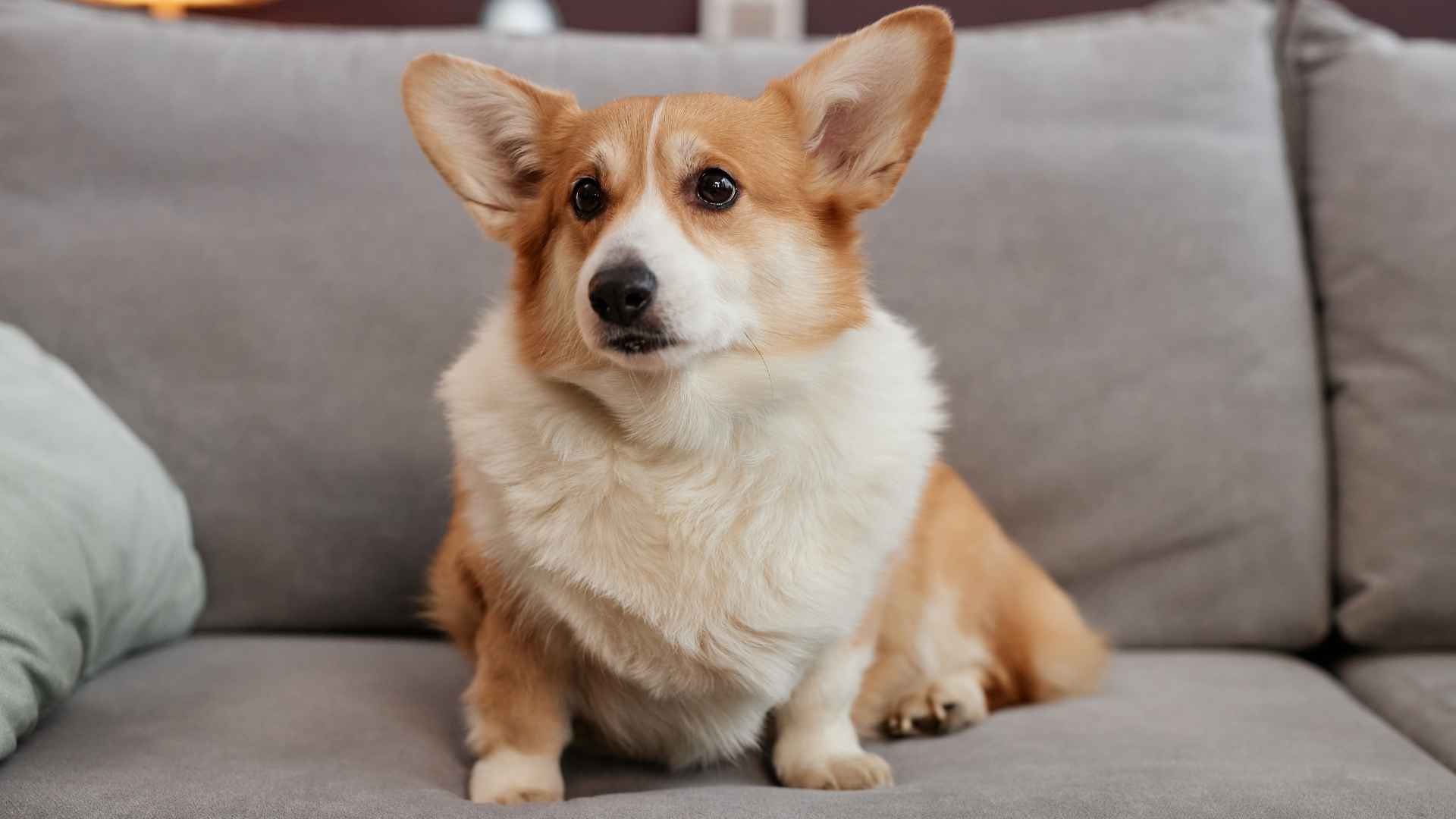 7 Gentle Apartment Dog Breeds That Thrive in Small Living Spaces