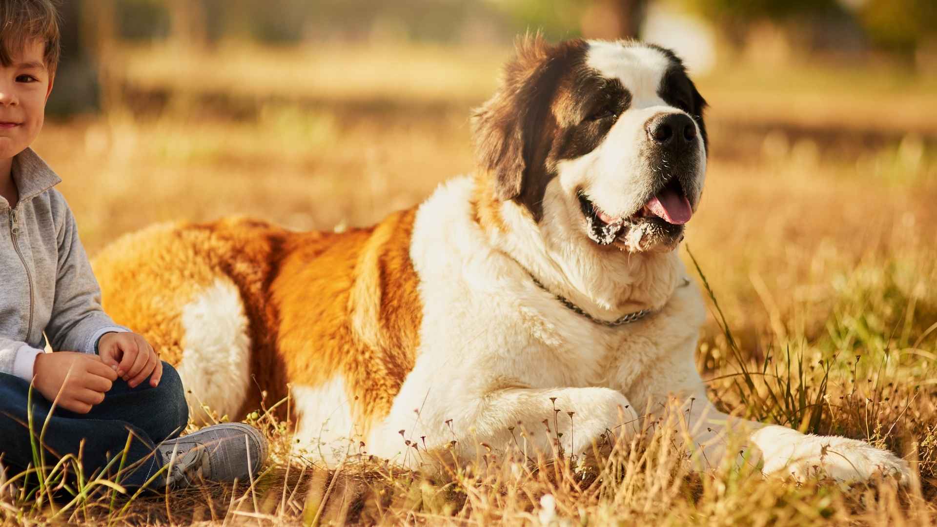 7 Gentle Giant XL Dog Breeds That Are Big Softies at Heart