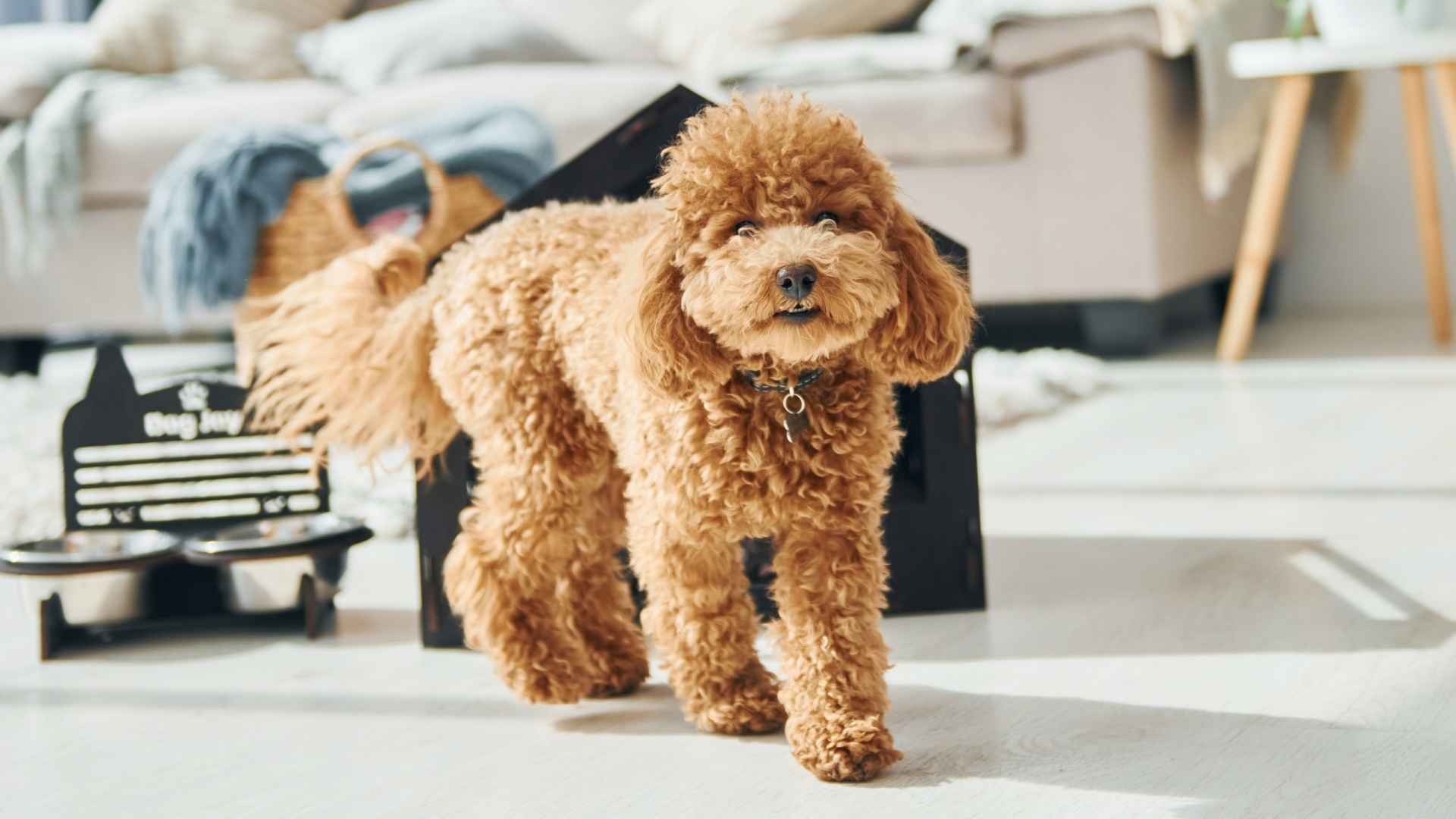 7 Gentle Miniature Dog Breeds: The Adorably Peaceful Dogs