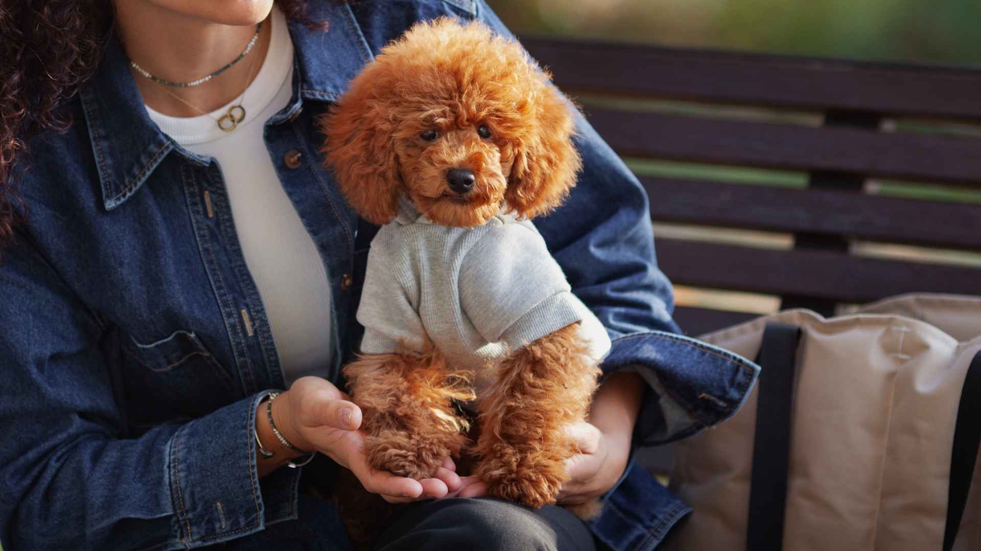 7 Curly-Haired Teacup Dog Breeds with Big Personalities