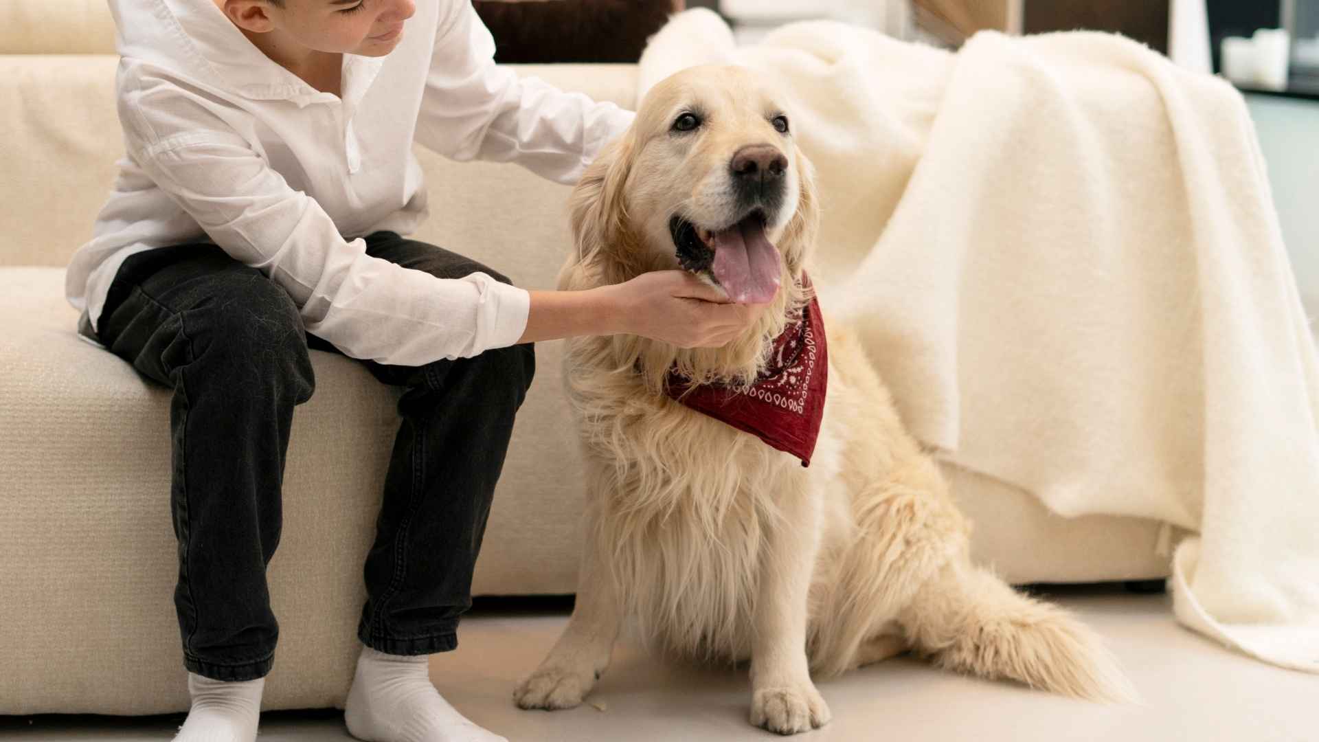 7 Gentle Therapy Dog Breeds for Comfort & Support