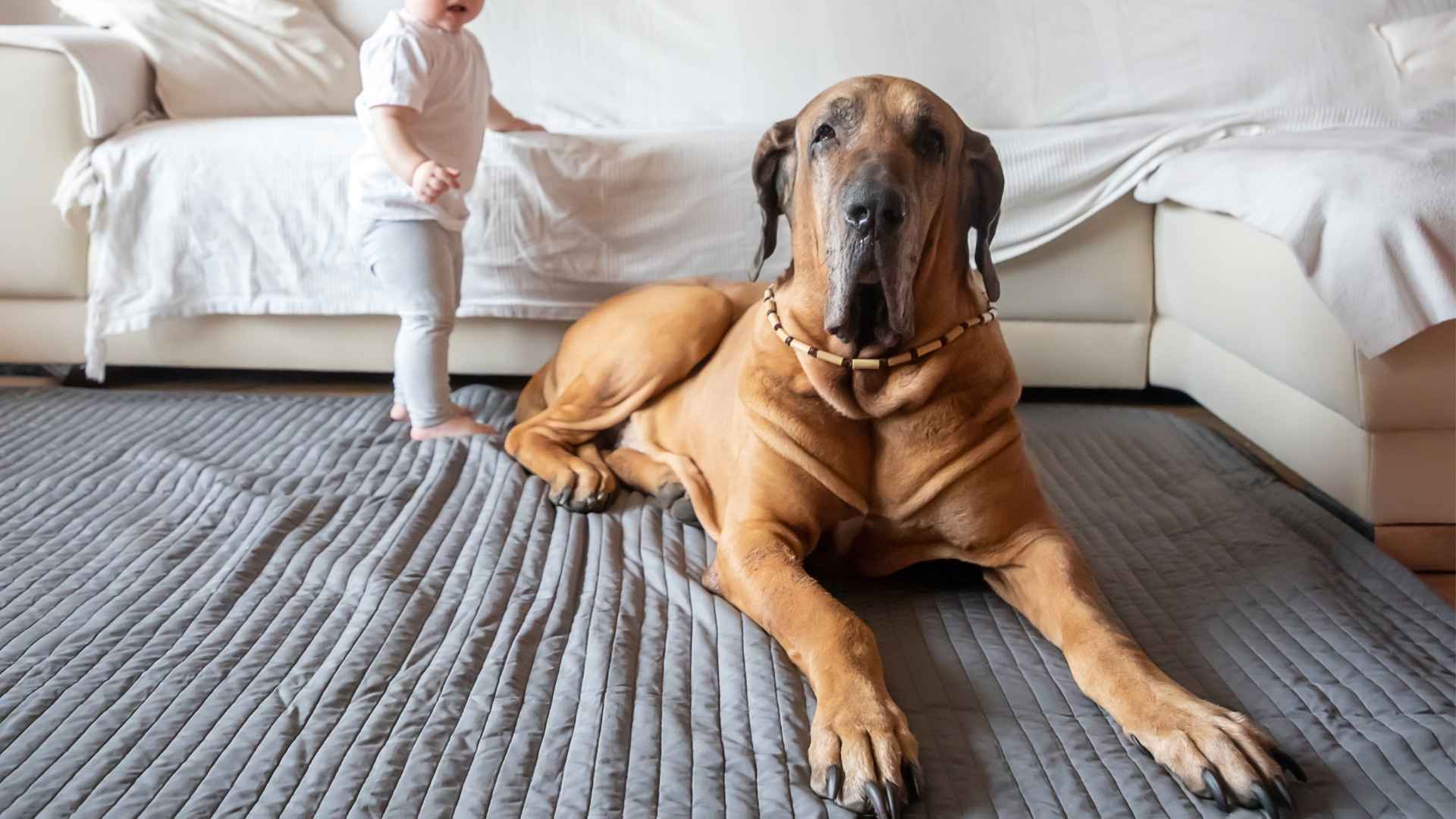 7 Giant Dog Breeds Good with Kids: Loving Giants Perfect for Family Life