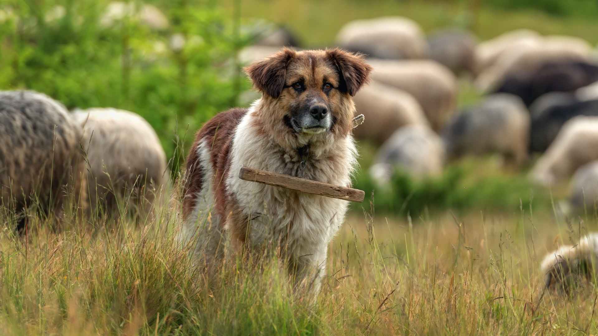 7 Giant Working Dog Breeds: Strength, Loyalty, and Purposeful Labor