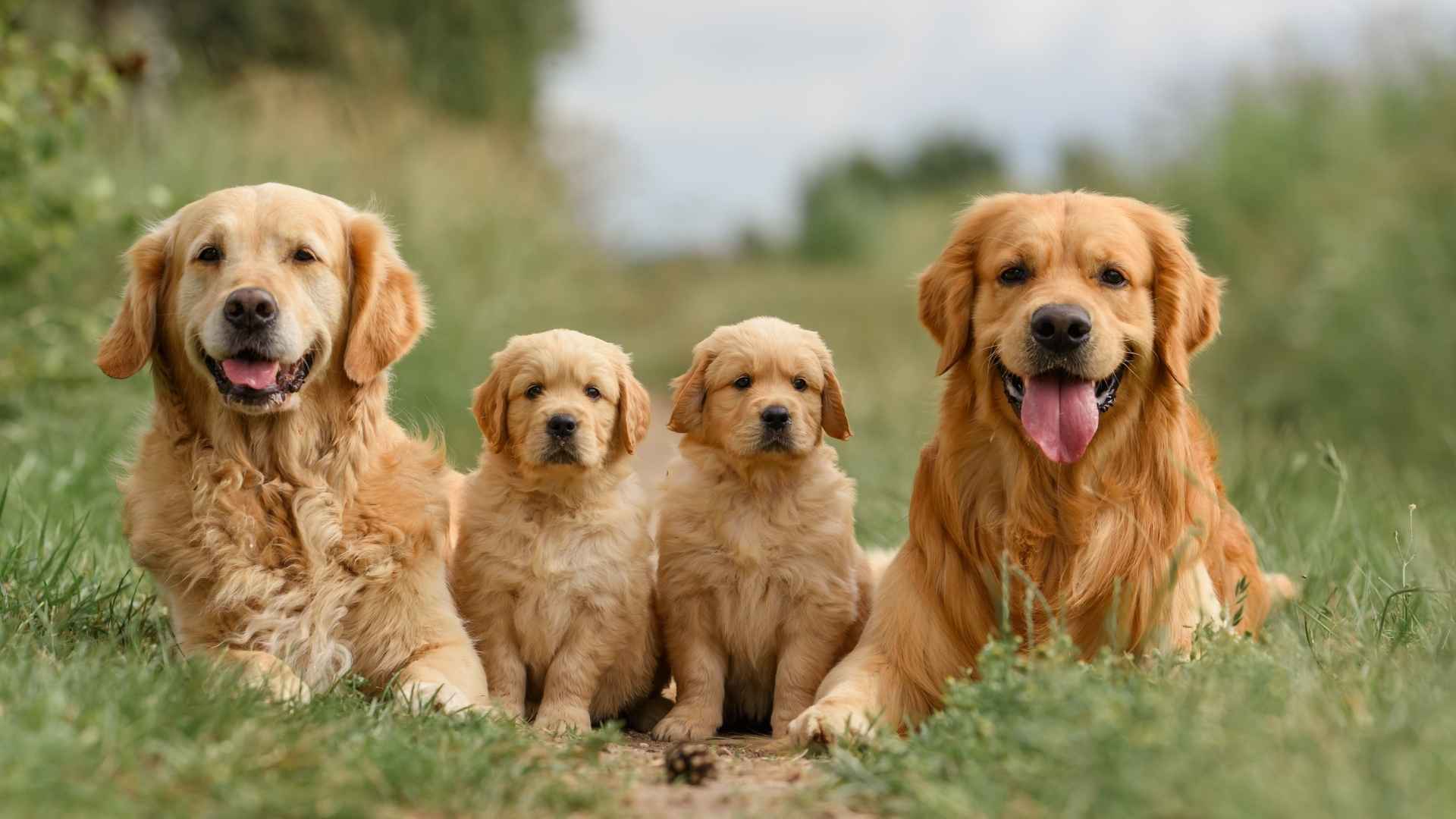 7 Golden Dog Breeds That Will Brighten Your Life