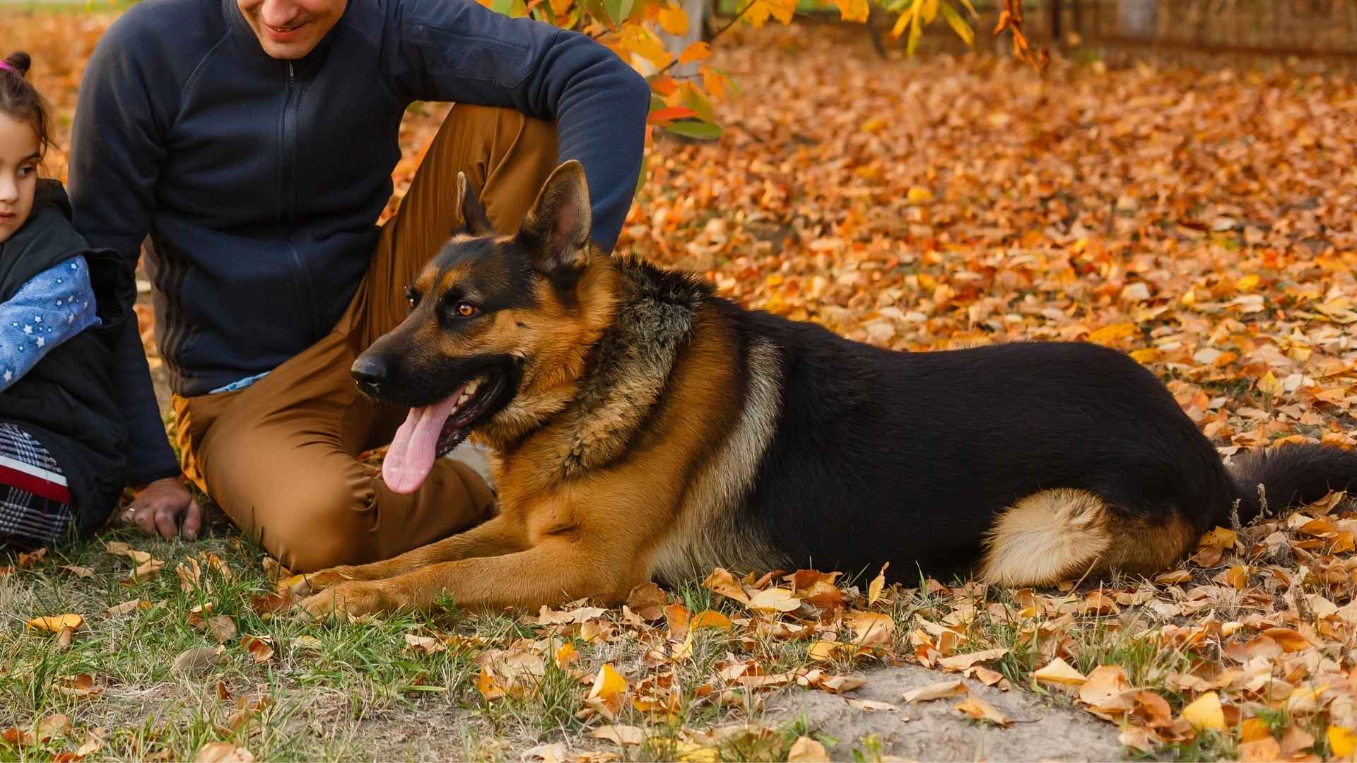 7 Guard Companion Dog Breeds for Families