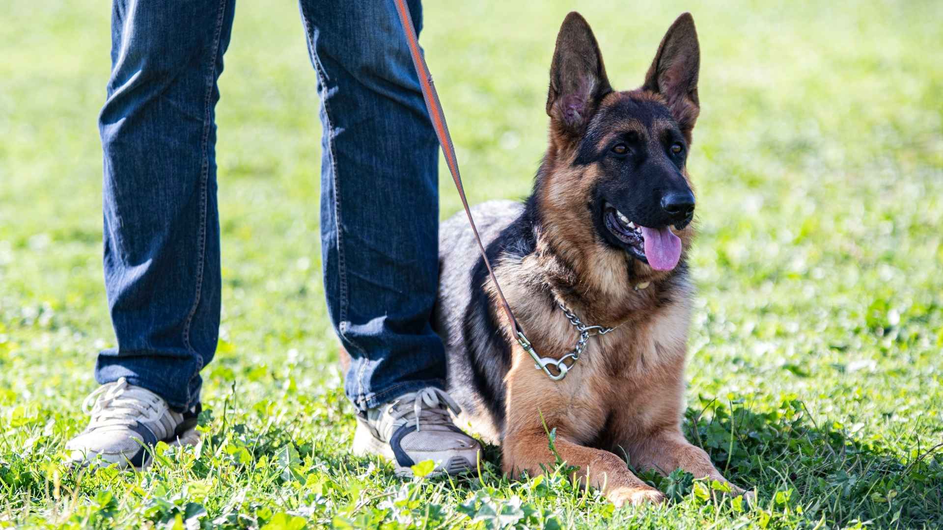 7 Guard Dog Breeds for Active Lifestyles That Offer Both Security & Stamina