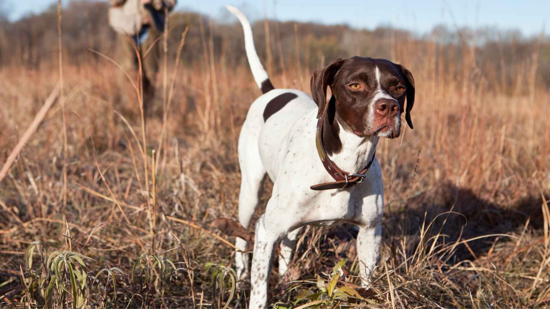 7 Guard Hunting Dog Breeds: Brave Companions with a Dual Mission