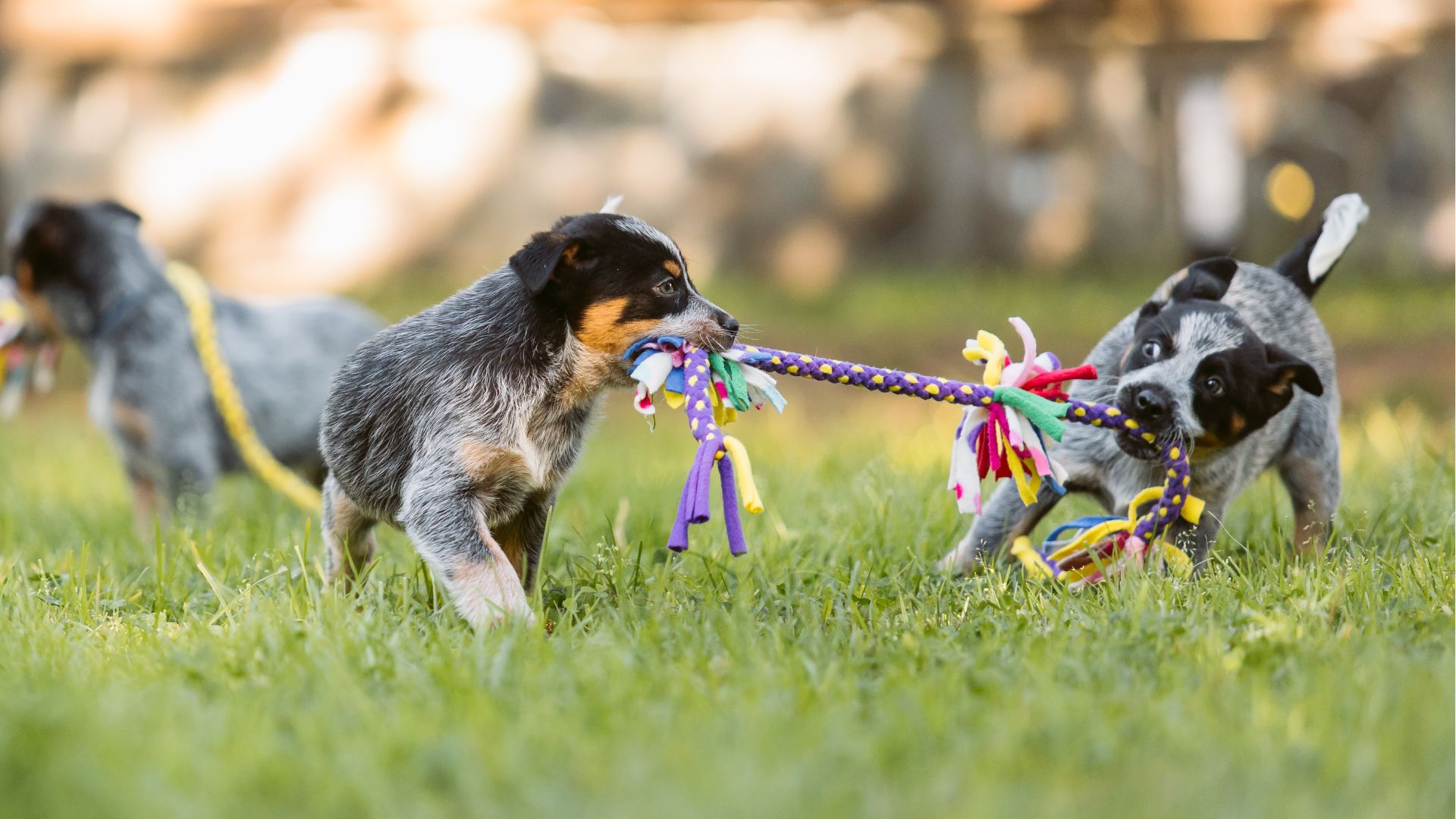 7 Hard-to-Train Teacup Dog Breeds That Test Your Patience