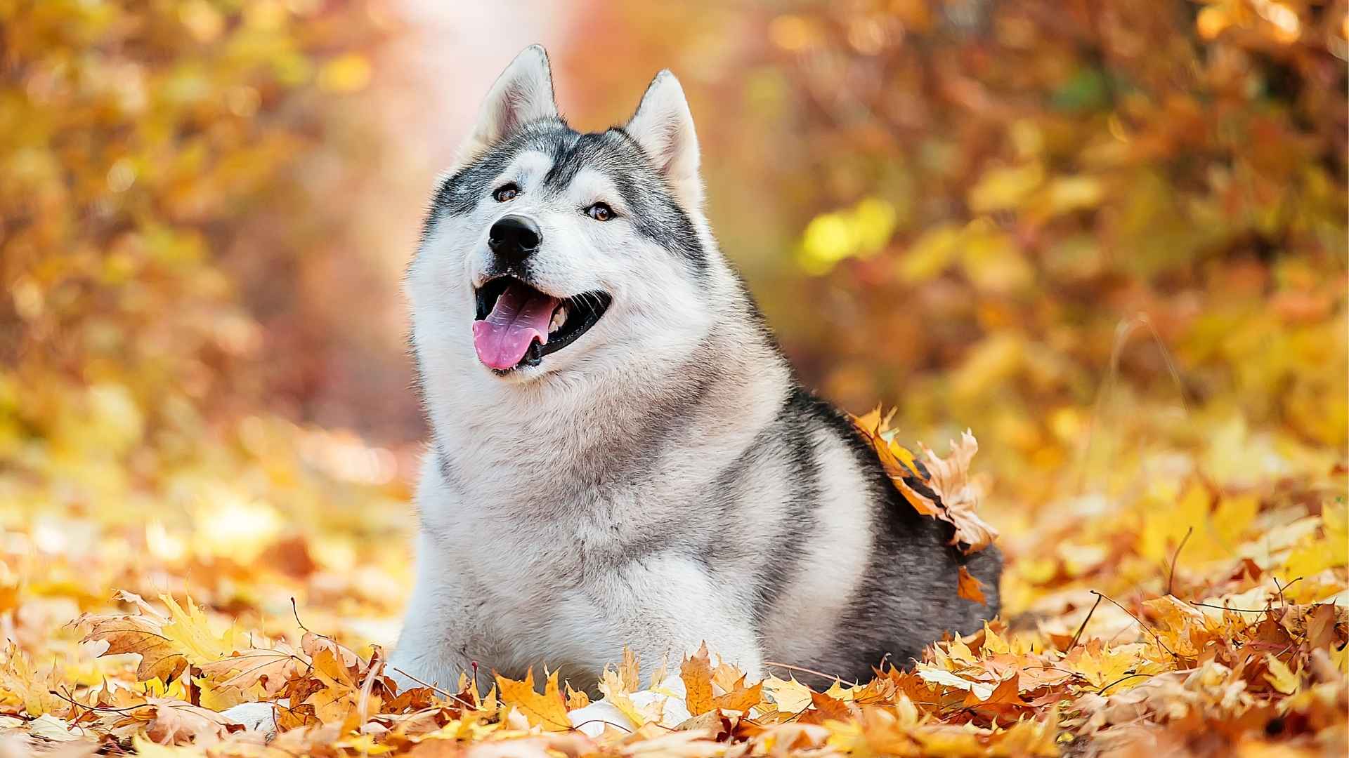 7 Hardiest and Healthiest Dog Breeds: With Great Physical Well-being