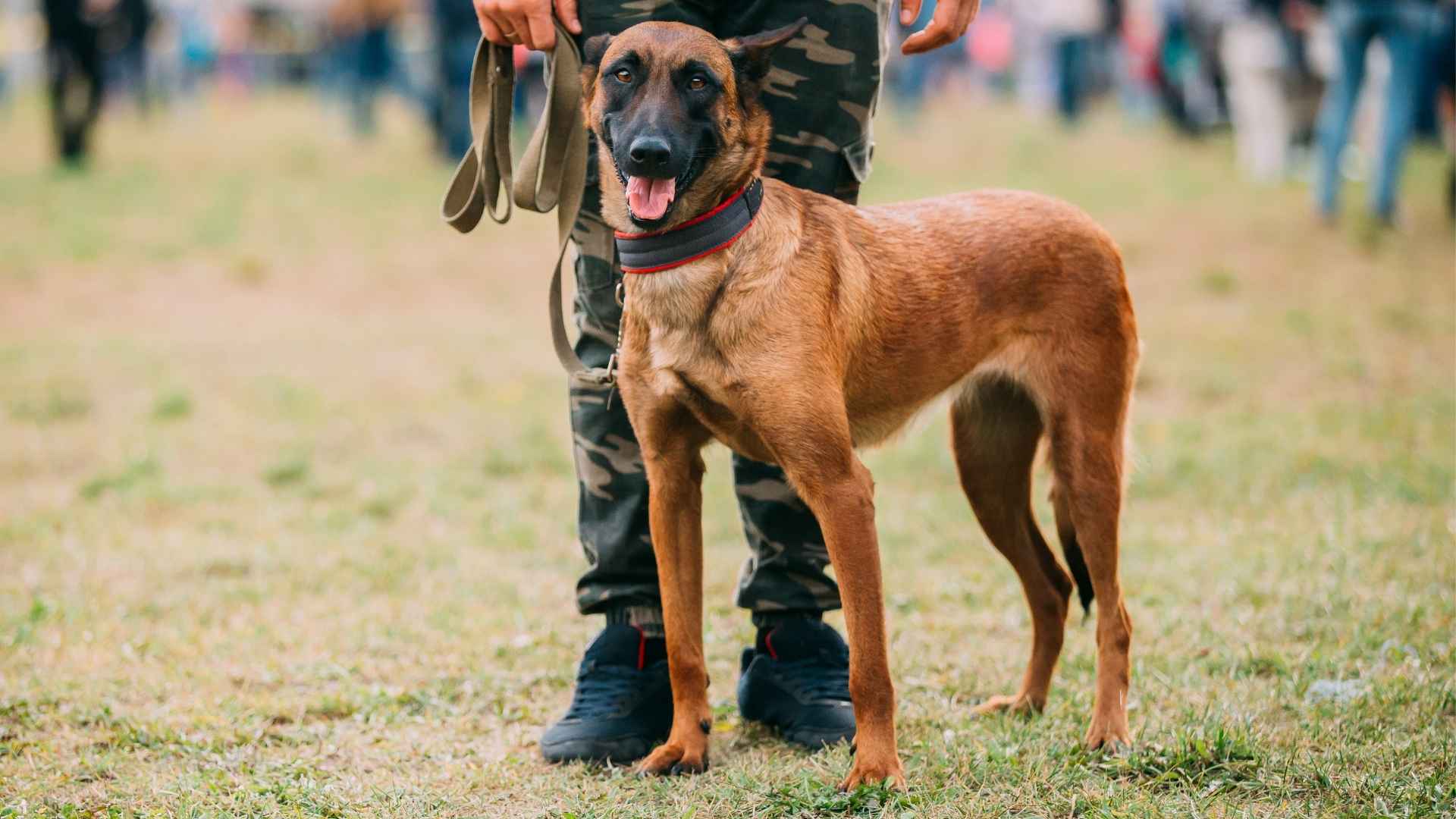 7 Healthiest Guard Dog Breeds for Protection and Wellness