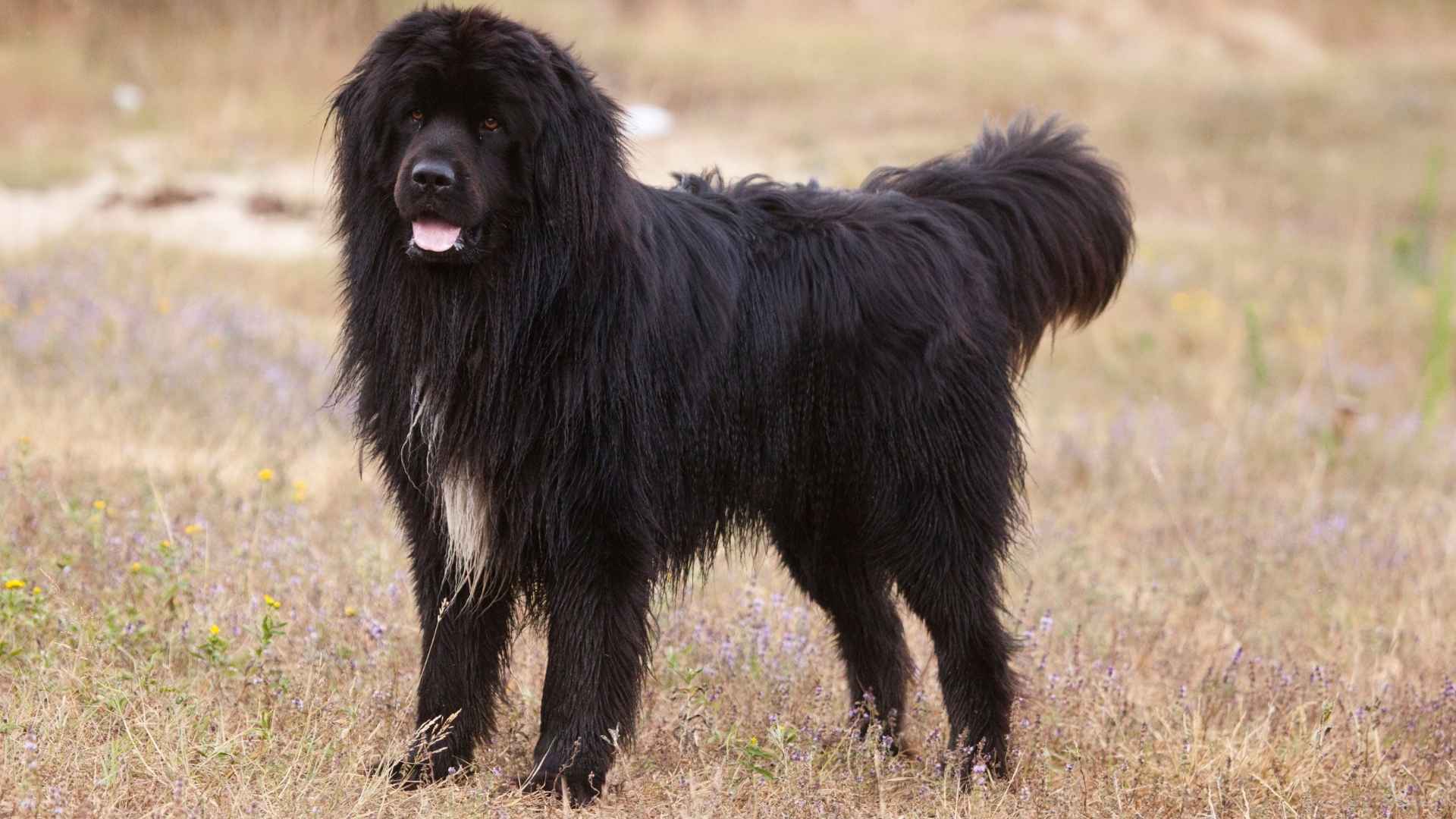 7 Heaviest Dog Breeds That Combine Size With Loyalty