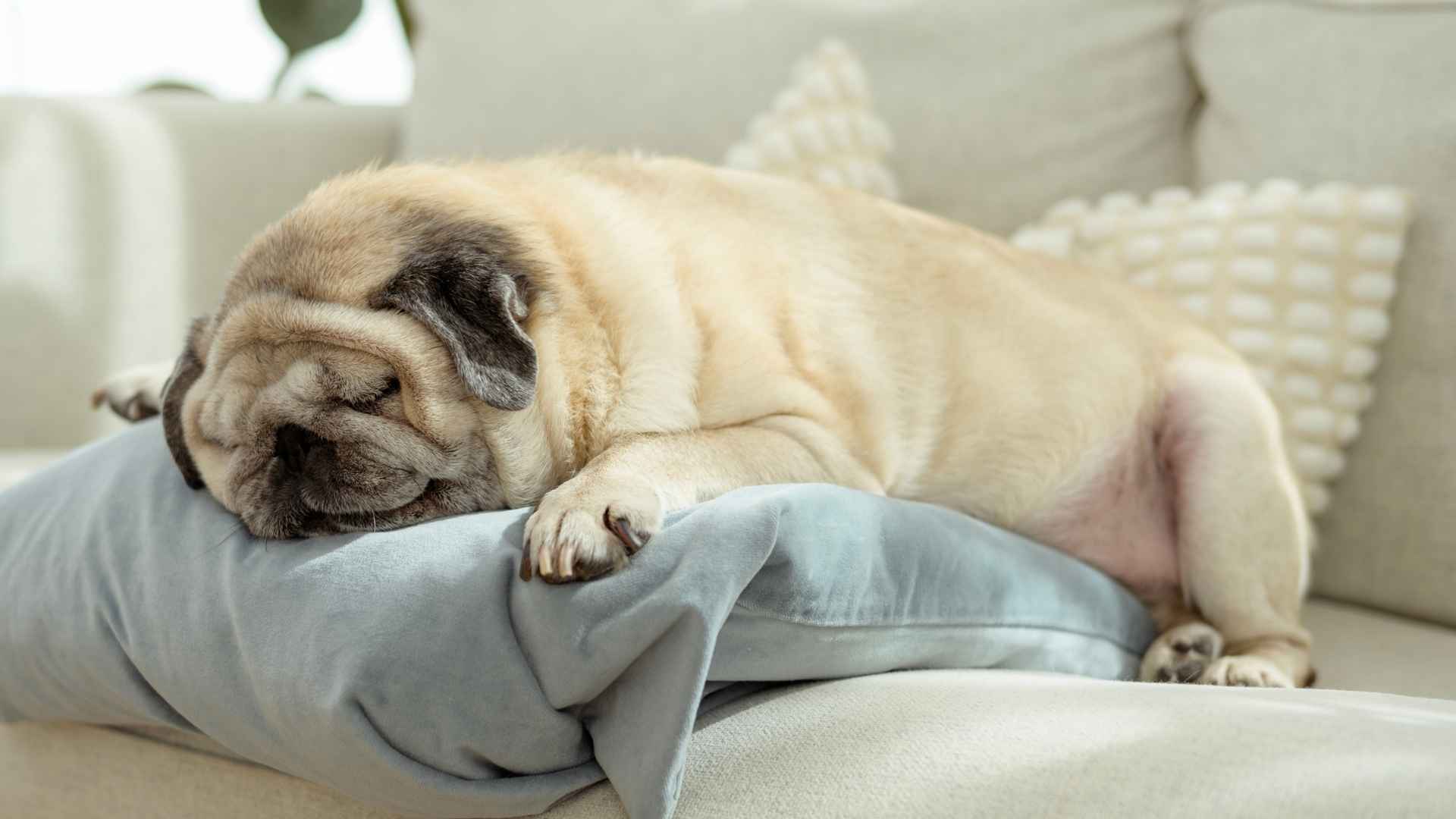 7 Heavy Snoring Dog Breeds for Owners Who Don’t Mind the Noise