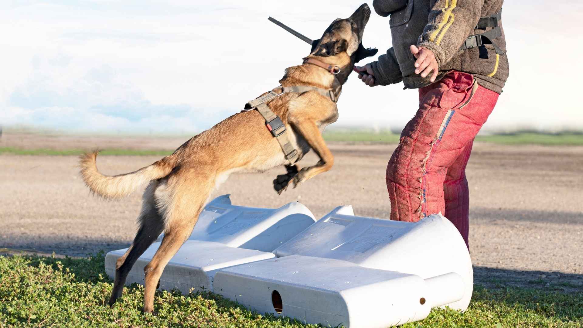 7 High Bite Force XL Dog Breeds Known for Their Jaw Power