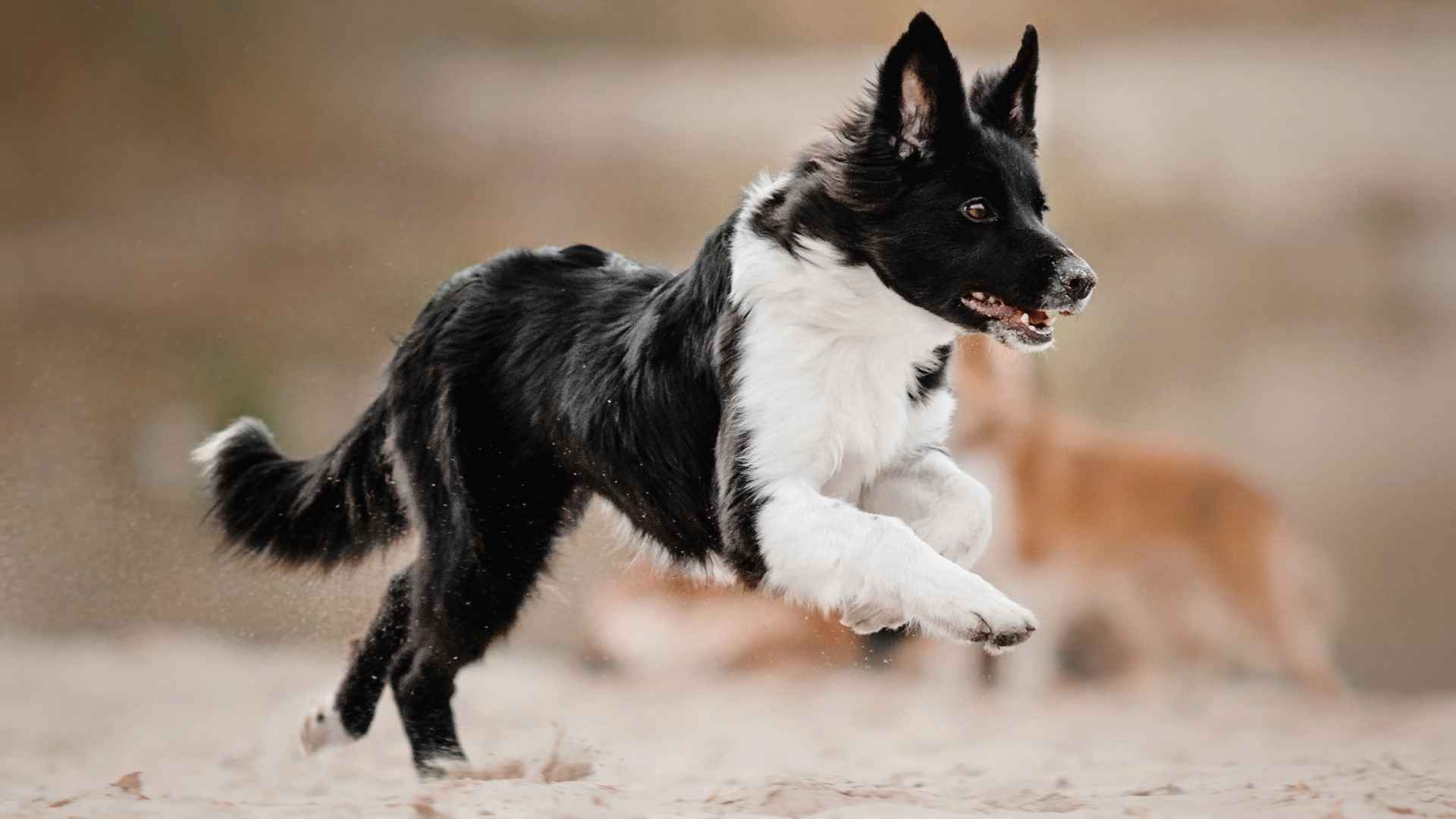 7 High-Energy Dog Breeds Not Suitable for Apartments