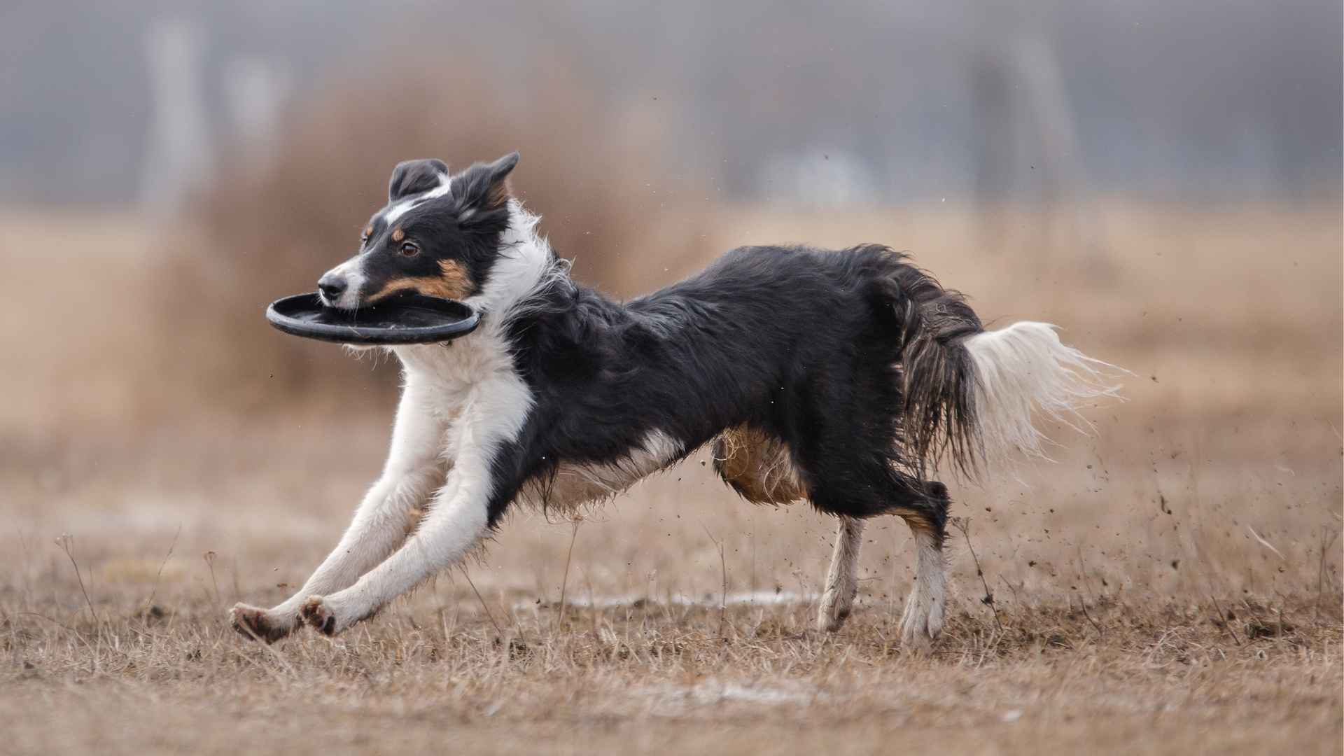 7 High-Energy Dog Breeds for Active Owners