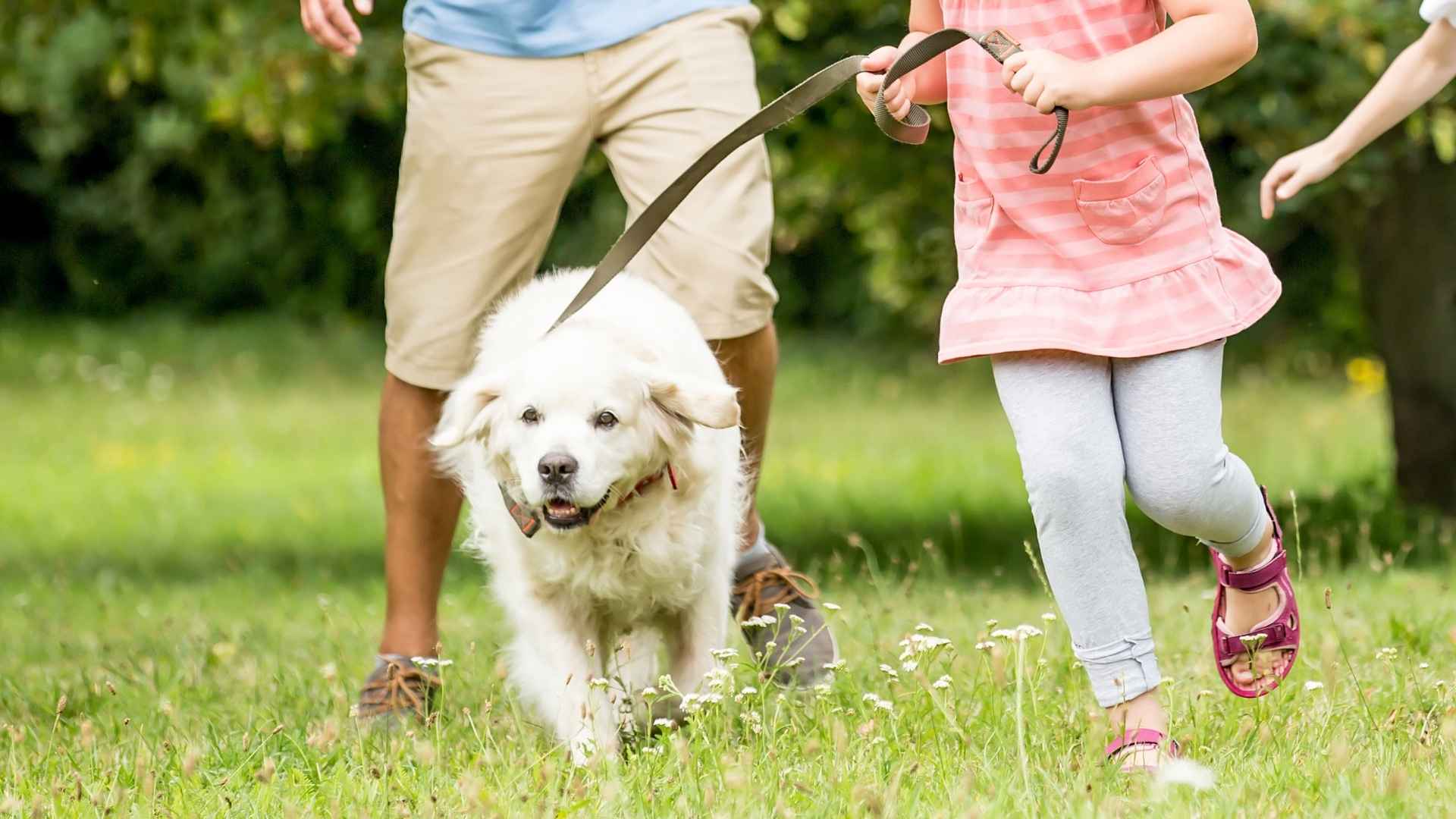 7 High-Energy Family Dog Breeds That Keep Everyone Moving