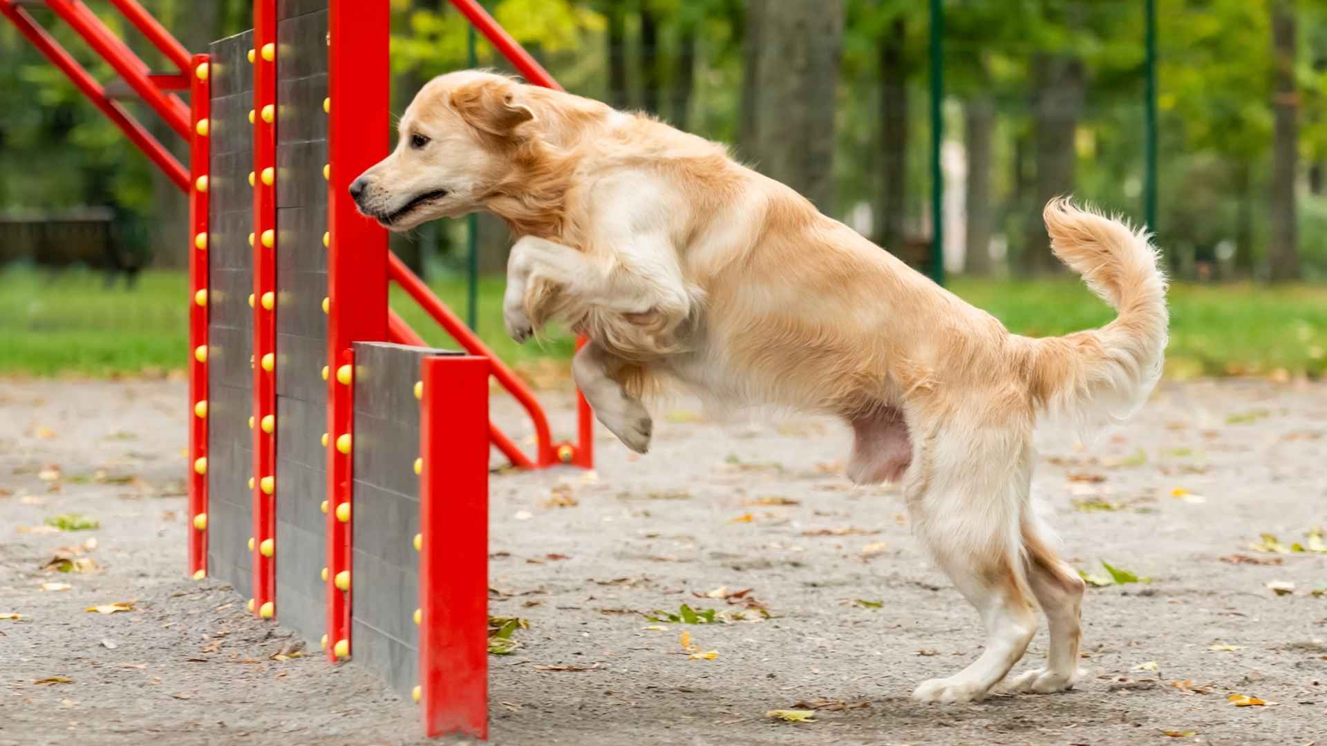 7 High-Energy Fitness Dog Breeds That Match Your High-Energy Lifestyle