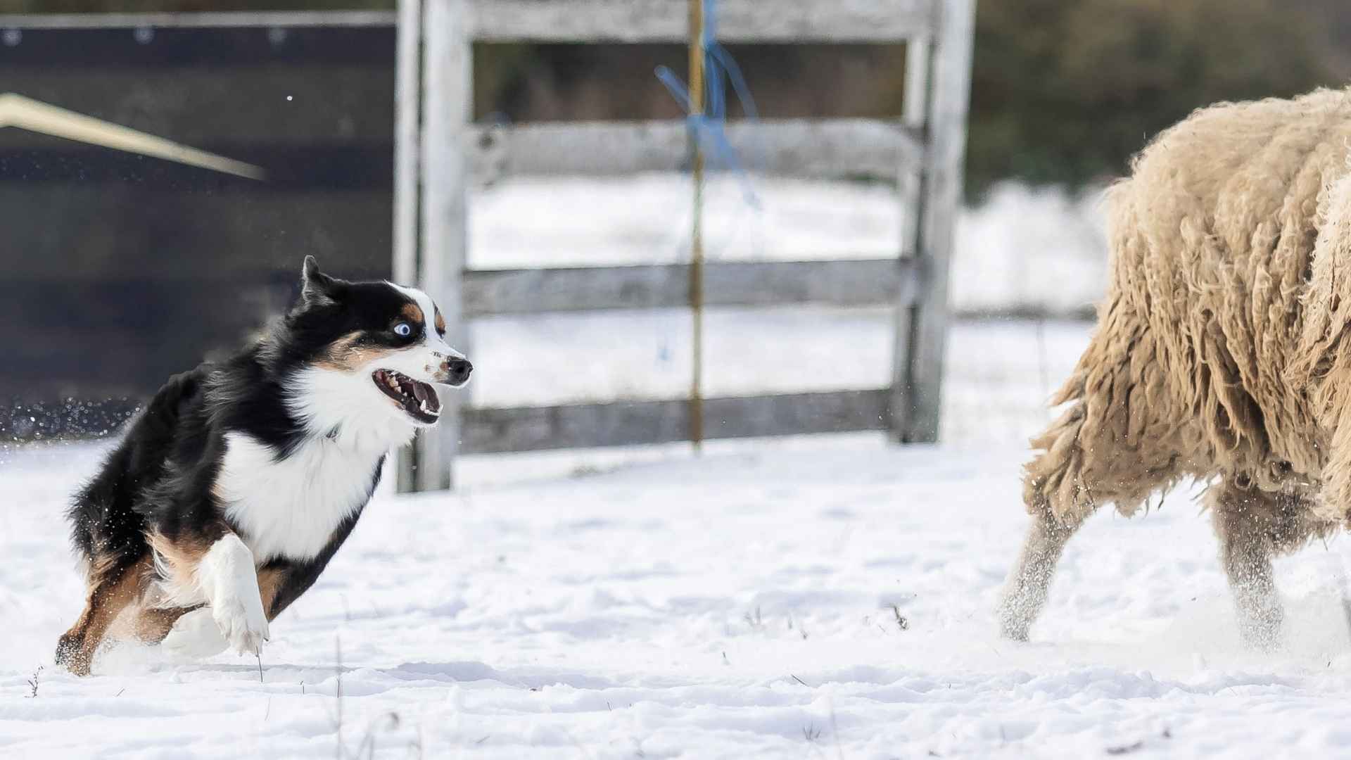 7 High-Energy Herding Dog Breeds: The Efficient Guards