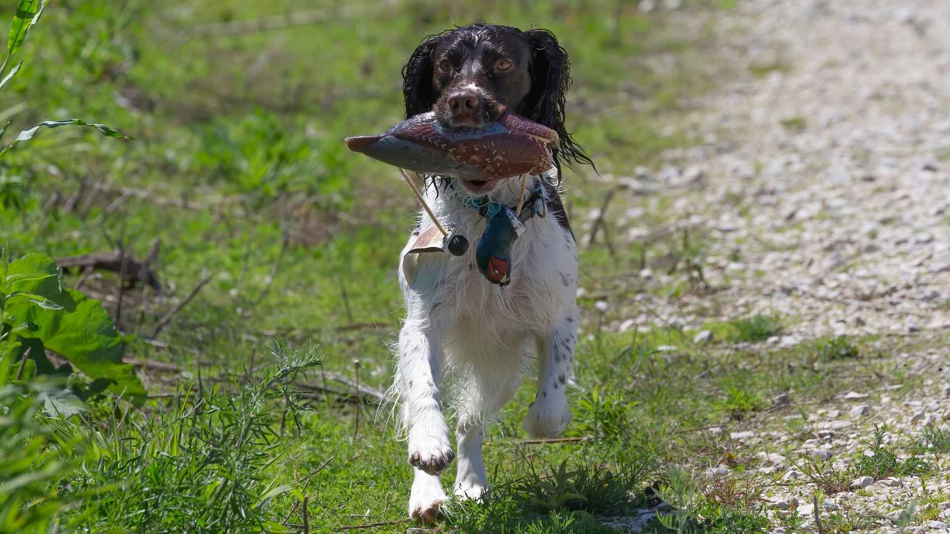 7 High-Energy Hunting Dog Breeds That Love to Move
