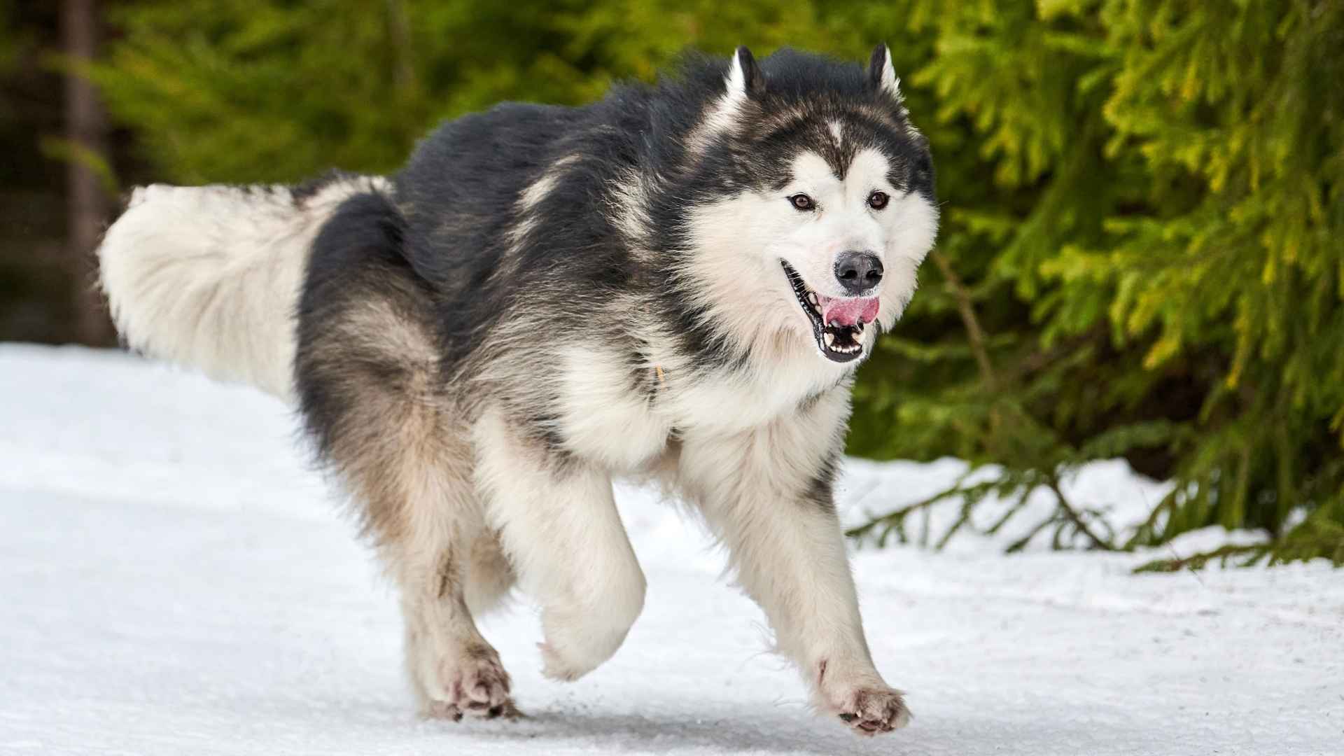 7 High-Energy Large Dog Breeds That Never Slow Down