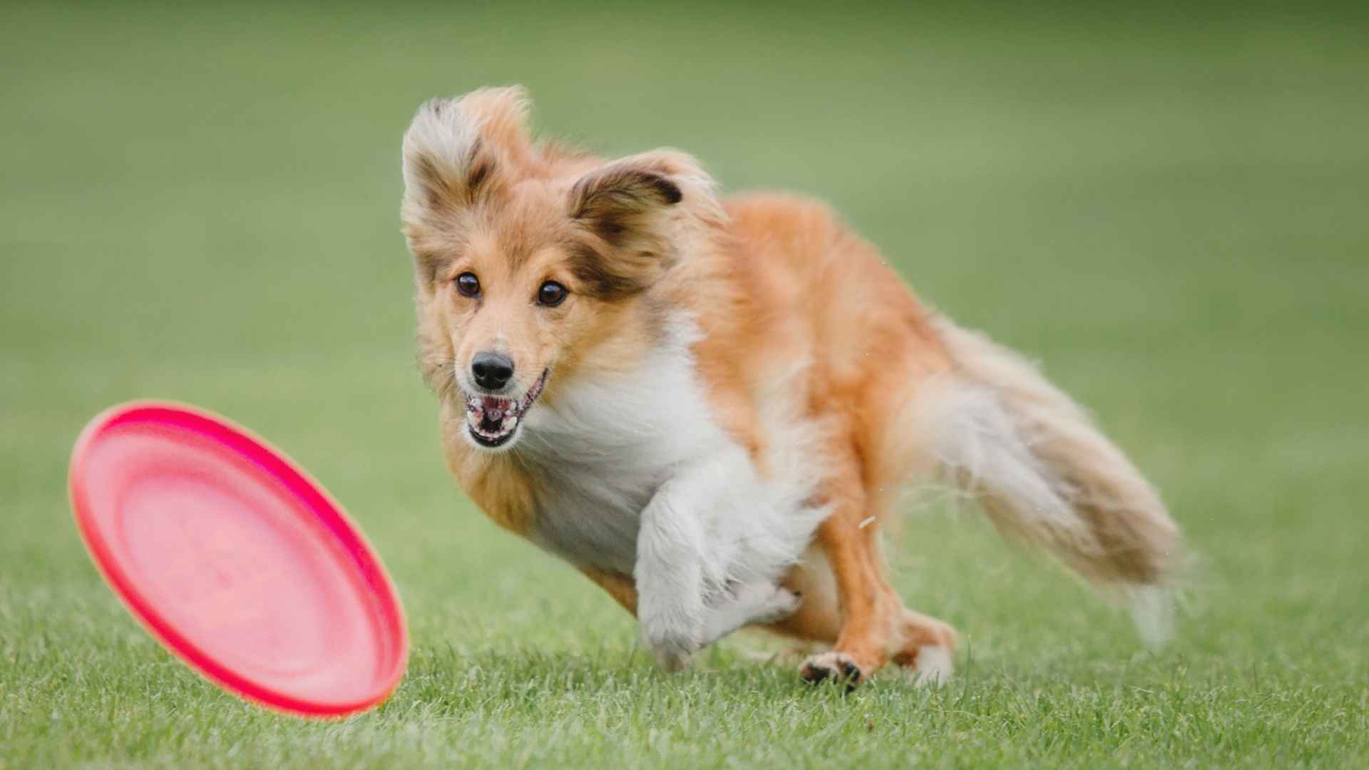 7 High-Energy Mid-Sized Dog Breeds That Never Run Out of Zoomies