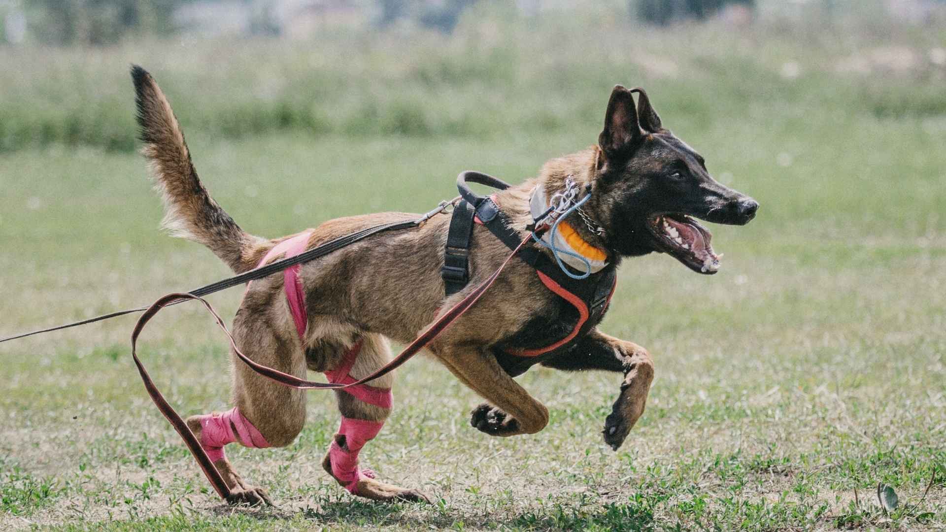 7 High-Energy Service Dog Breeds That Never Miss a Beat