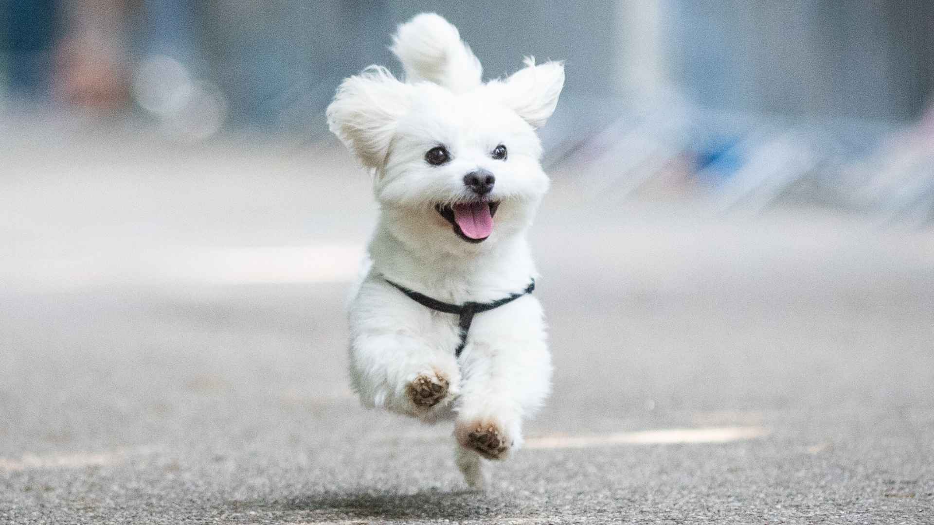 7 High-Energy Teacup Dog Breeds You'll Fall in Love With