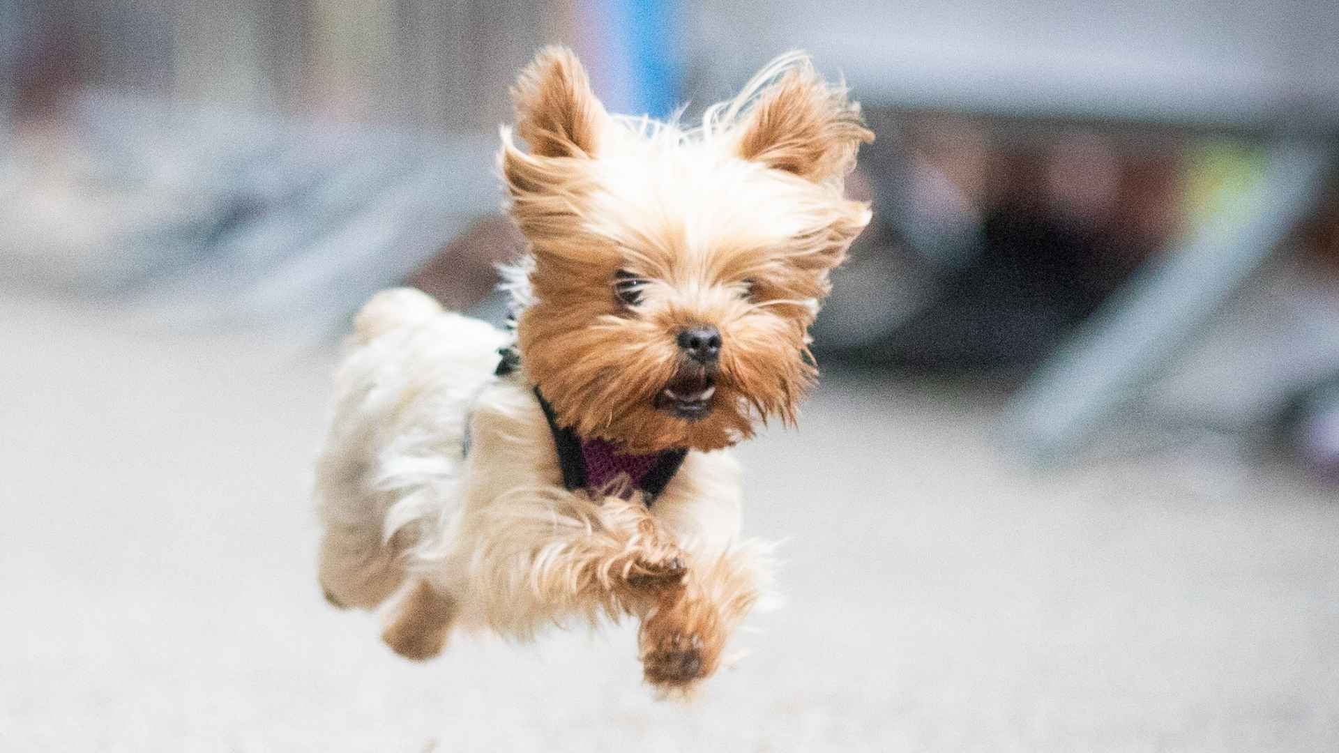 7 High-Energy Tiny Dog Breeds for Active Lifestyles