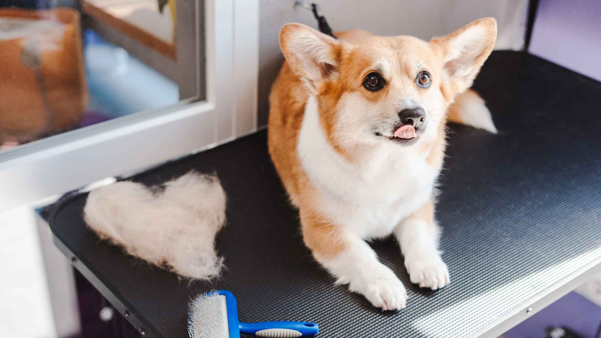 7 High-Shedding Dog Breeds That Leave Hair Everywhere (But You’ll Love Them Anyway)