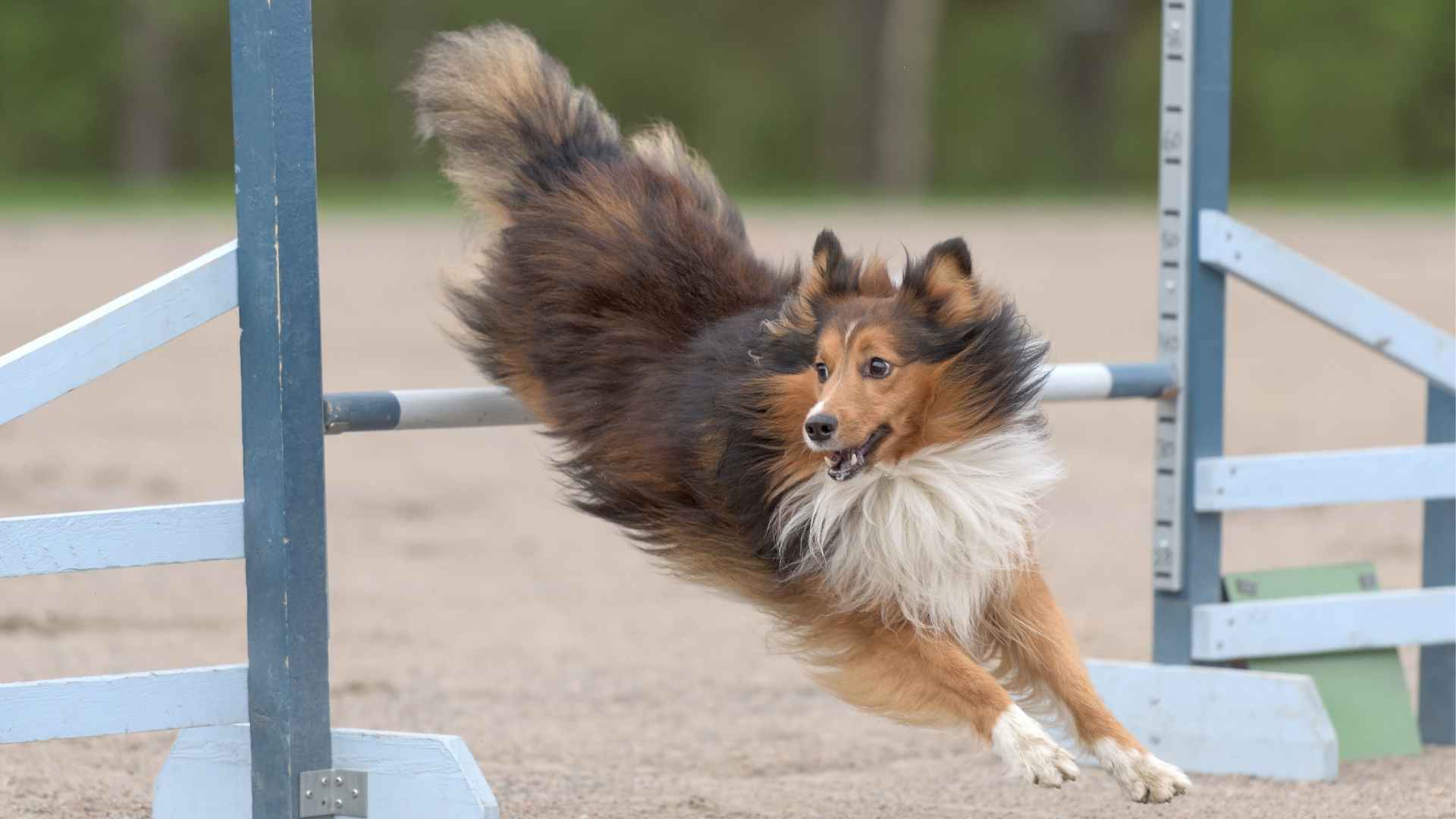 7 Highly Agile Dog Breeds That Excel at Everything