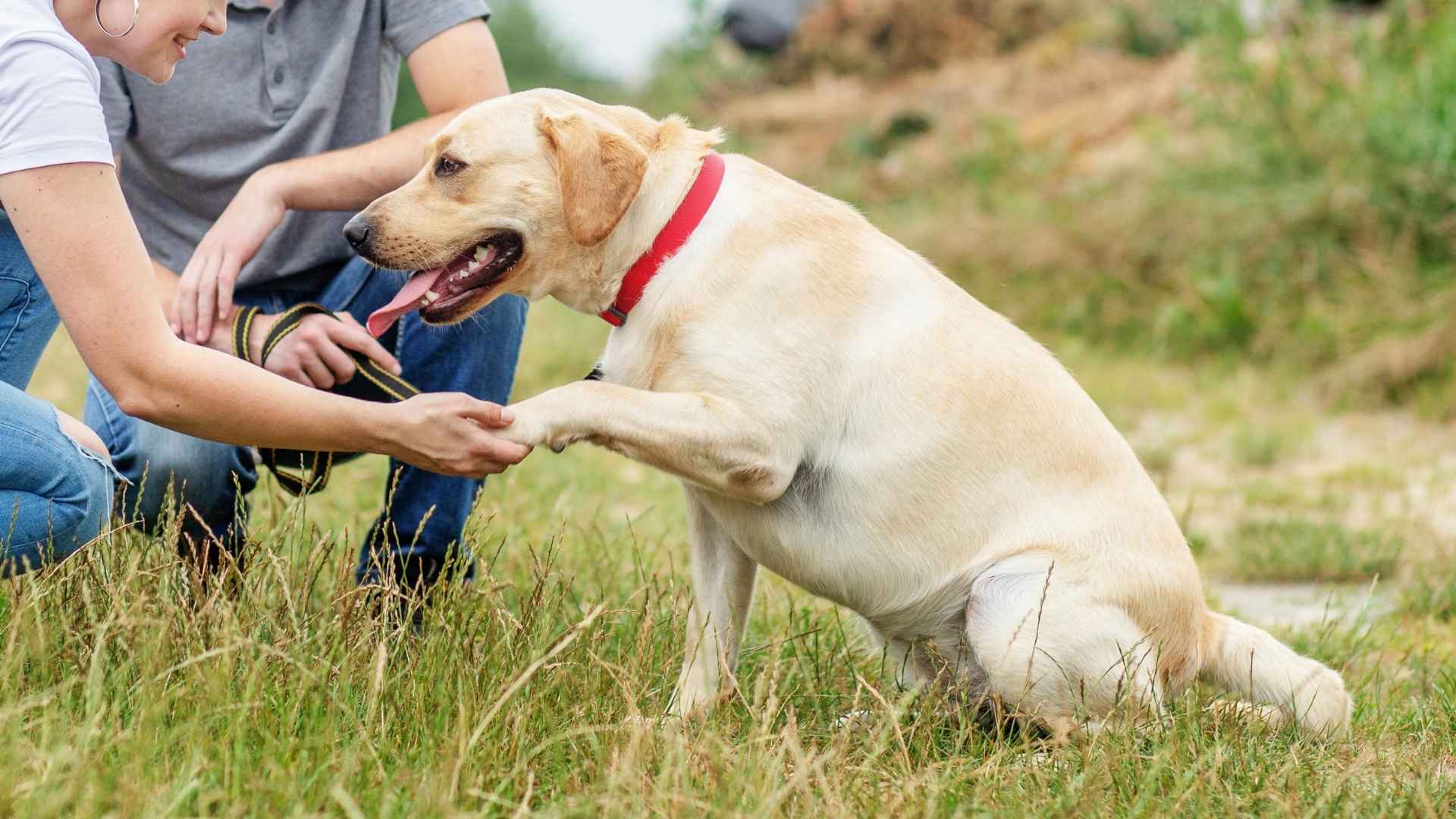 7 Highly Trainable Emotional Support Dog Breeds for Ultimate Comfort
