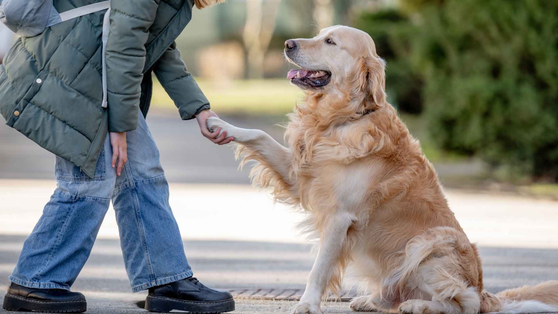 7 Highly Trainable Family Dog Breeds for Low-Stress Training