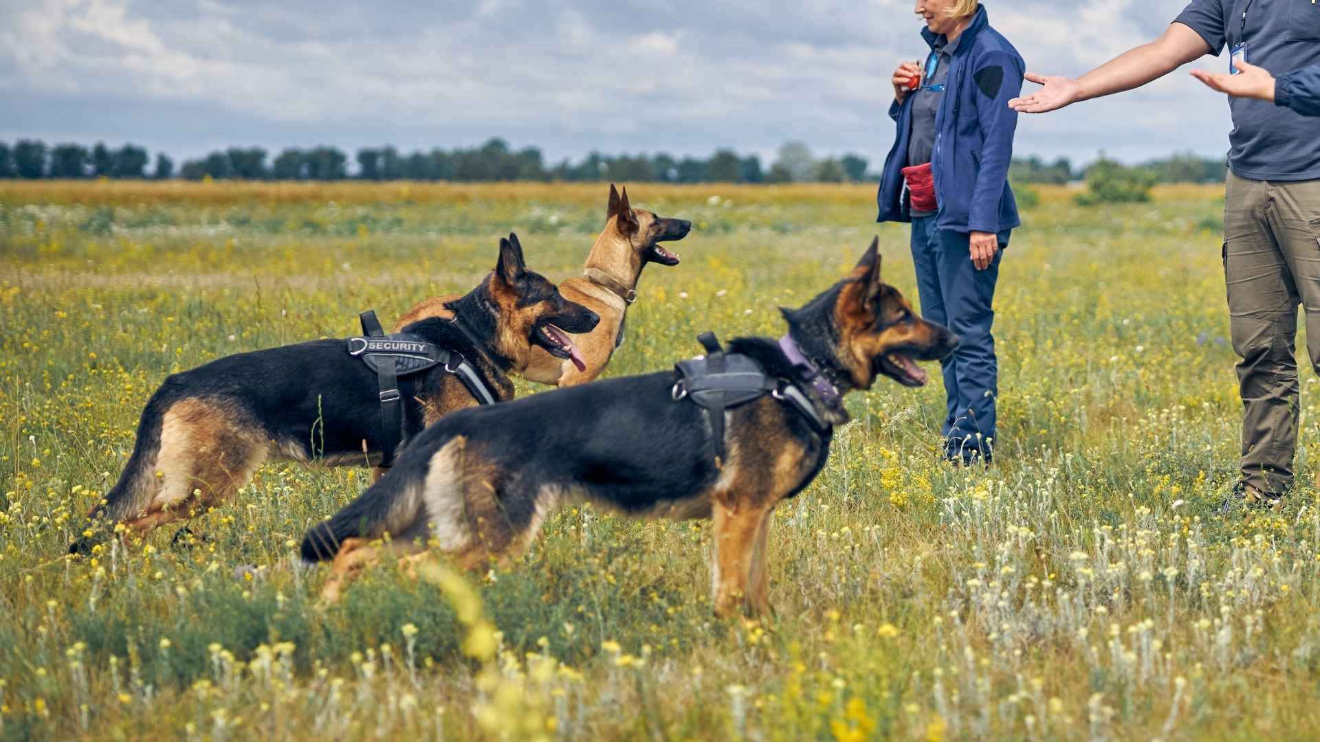 7 Highly Trainable Guard Dog Breeds: Intelligent and Hard-Working