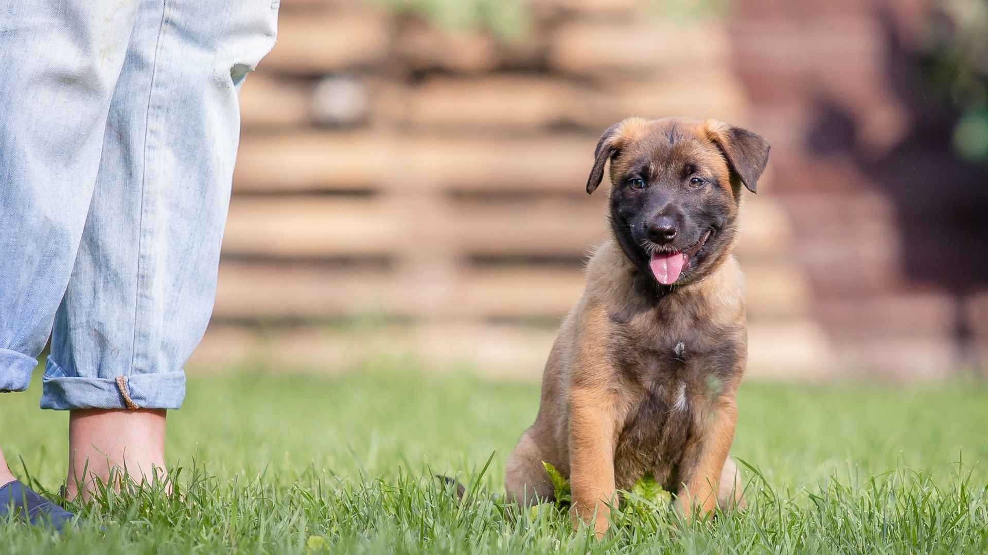 7 Highly Trainable Puppy Breeds That Make Raising a Dog a Joy