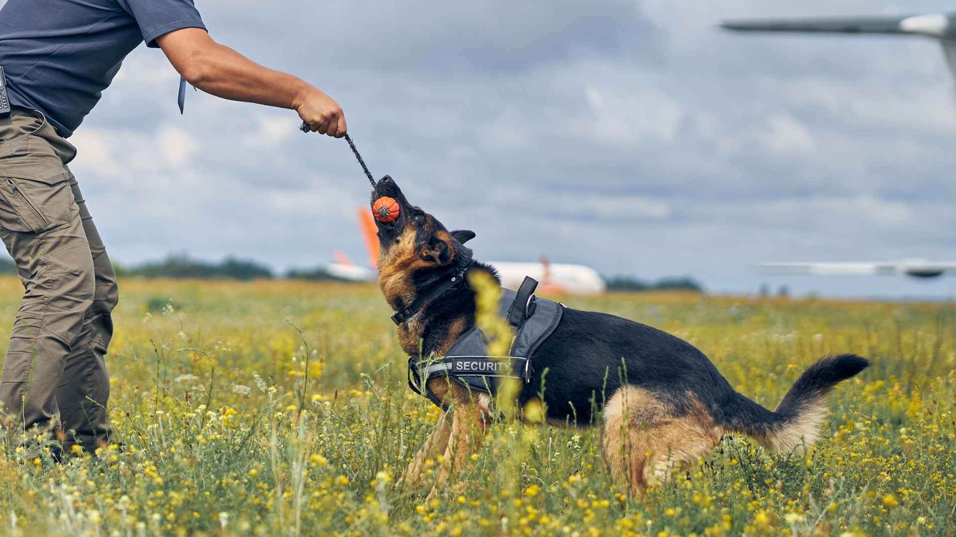 7 Highly Trainable Sporting Dog Breeds That Love to Work and Play
