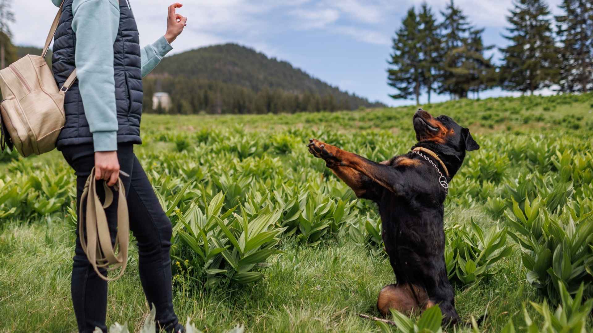 7 Highly Trainable Working Dog Breeds That Make Excellent Teammates