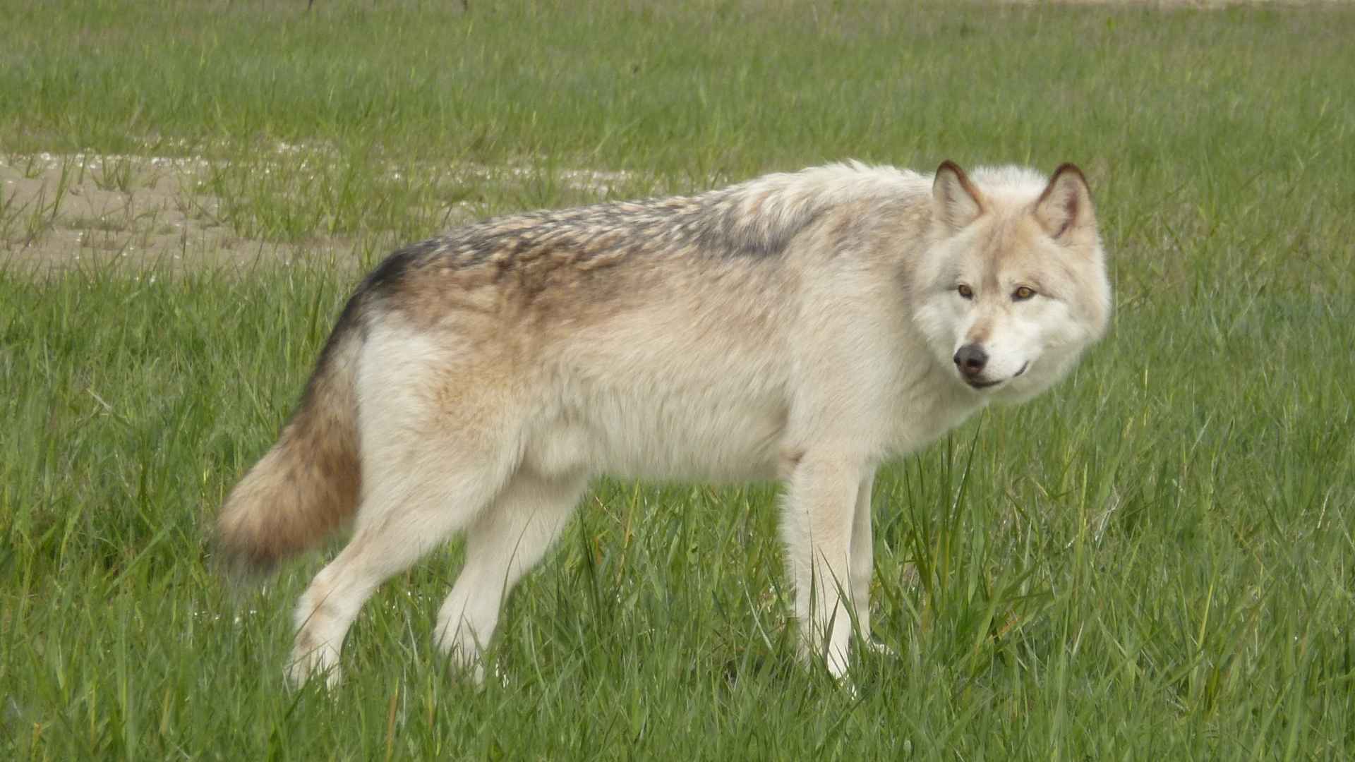 7 Hybrid Wolf Dog Breeds That Bring the Wild Into Your Home