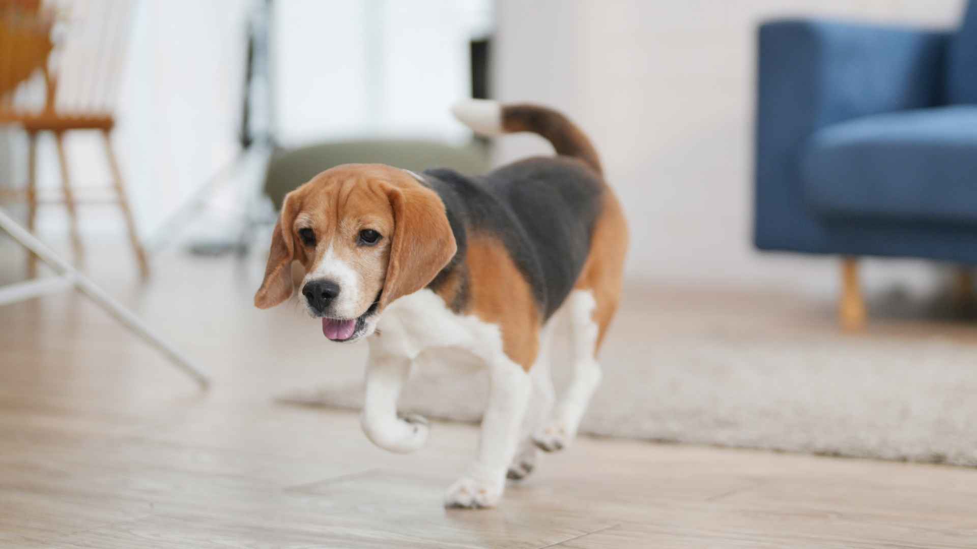 7 Hyperactive Apartment Dog Breeds That Need Playtime Indoors