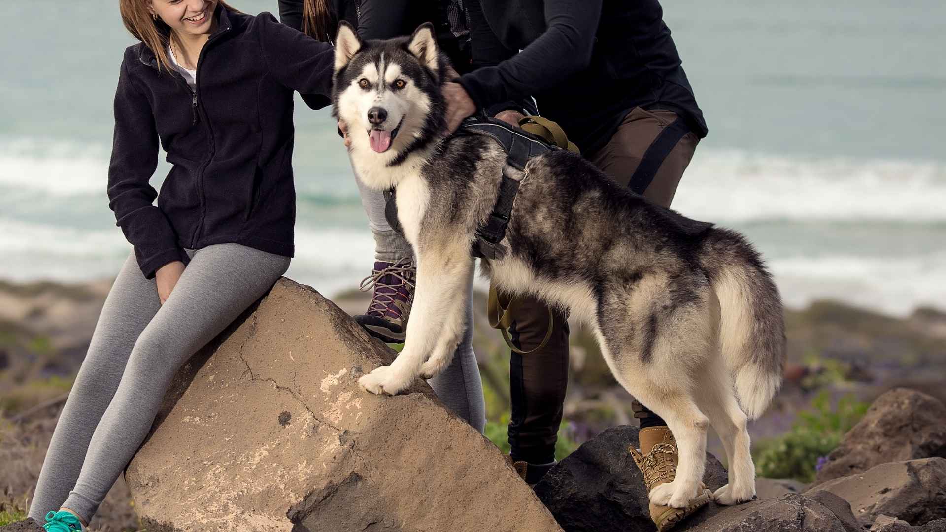 7 Hyperactive Family Dog Breeds That Never Run Out of Zoomies
