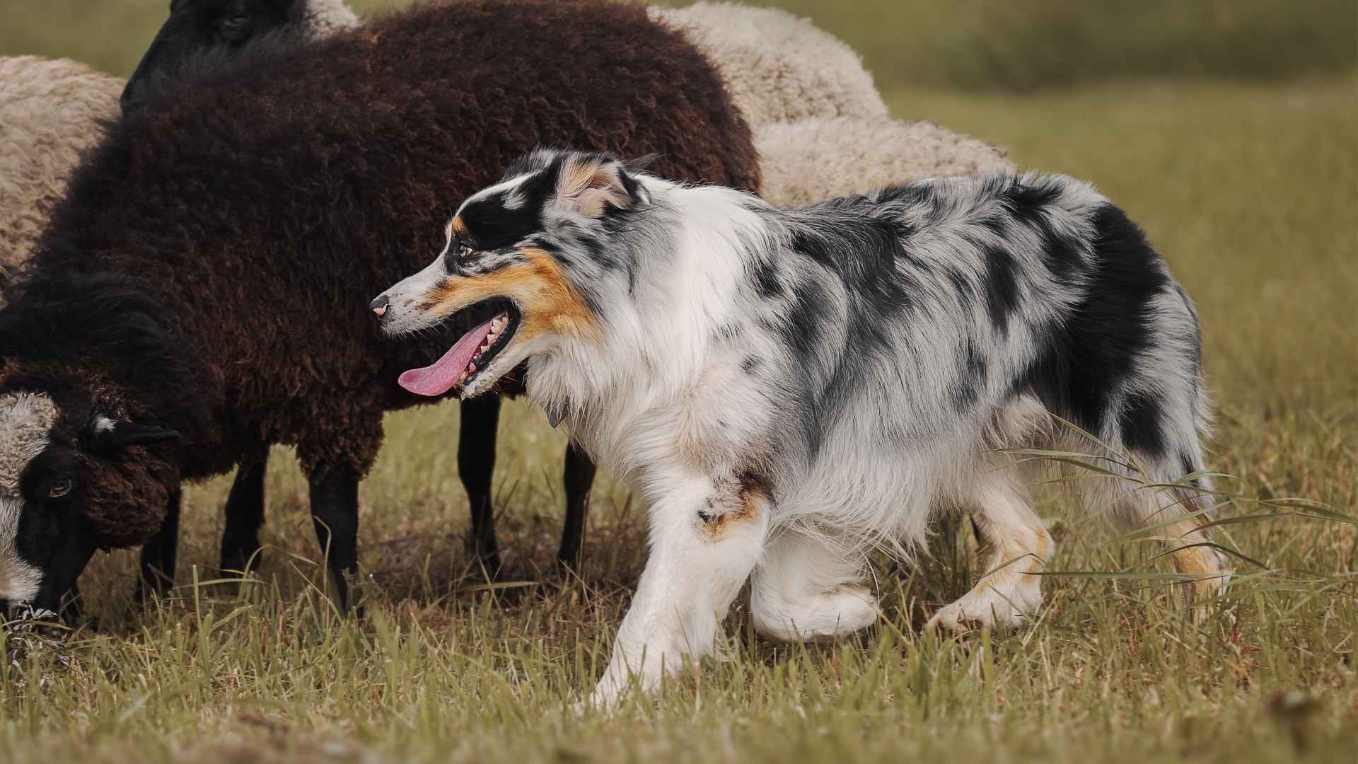 7 Hyperactive Herding Dog Breeds That Love to Move