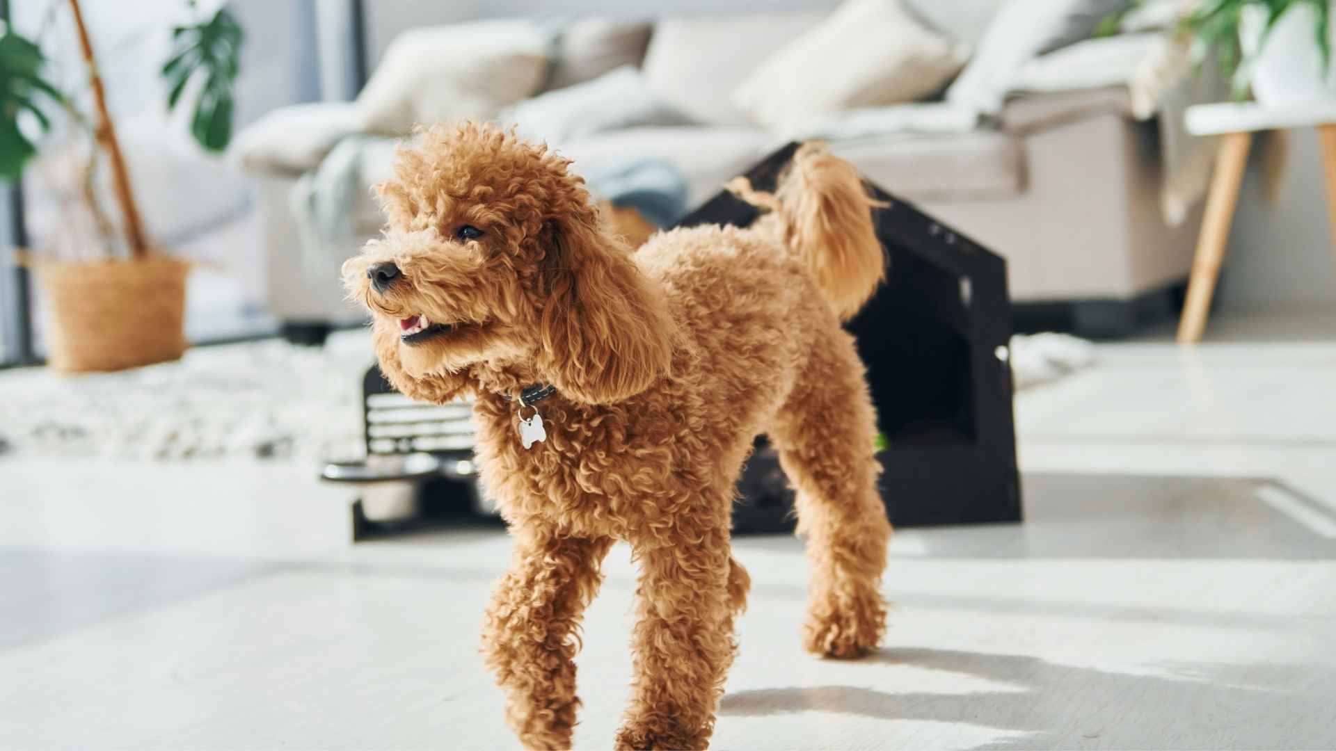 7 Hyperactive Low-Shedding Dog Breeds That Keep You Moving—Without the Mess