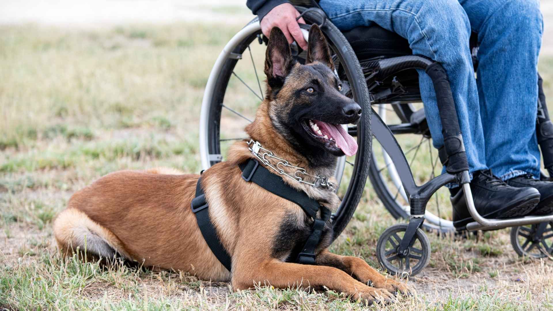 7 Hyperactive Service Dog Breeds For Support and Therapy